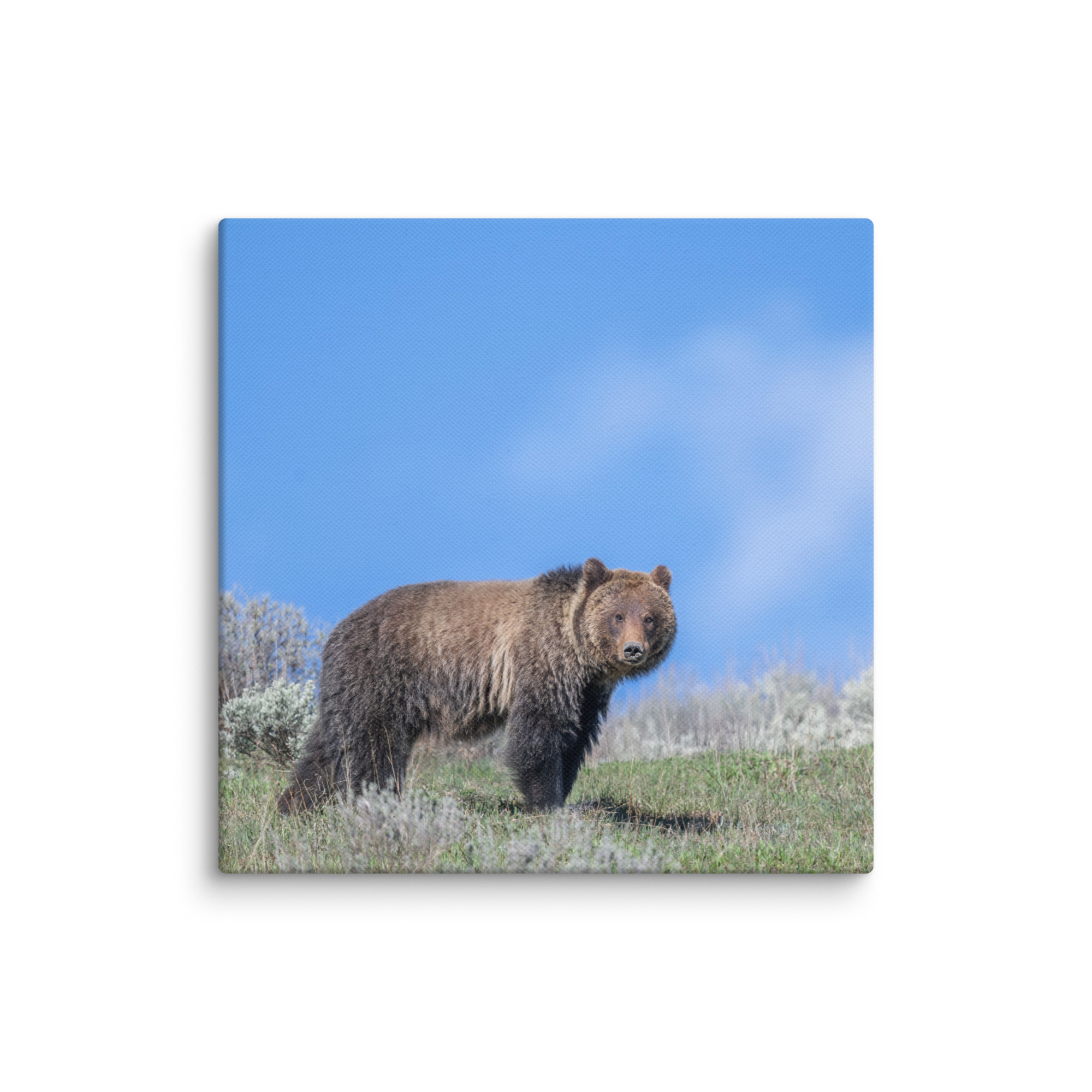 Gentle Brown Eyes in a Blue Sky! Canvas - Image 2