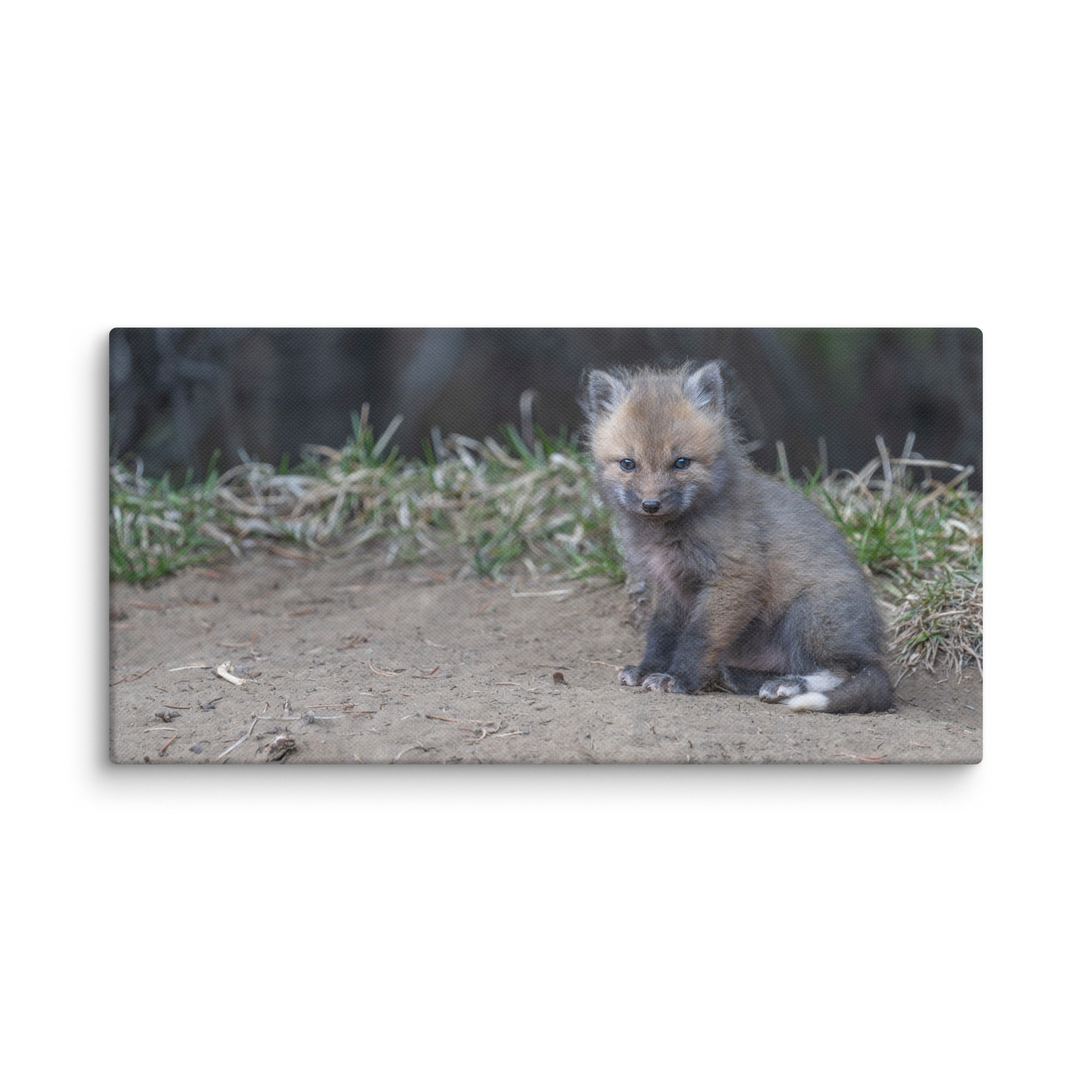 Baby Fox! Canvas - Image 3