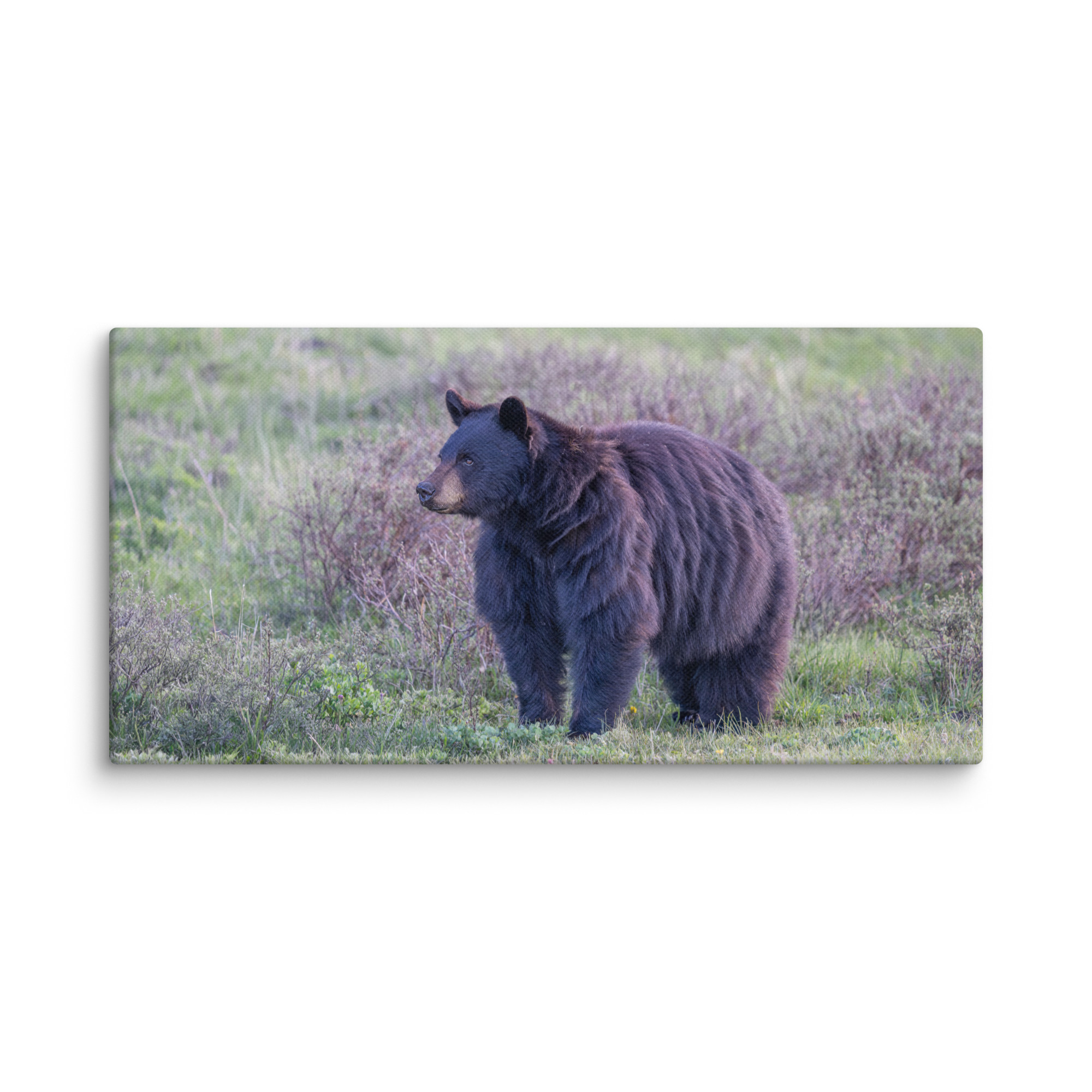 American black bear! Canvas - Image 3