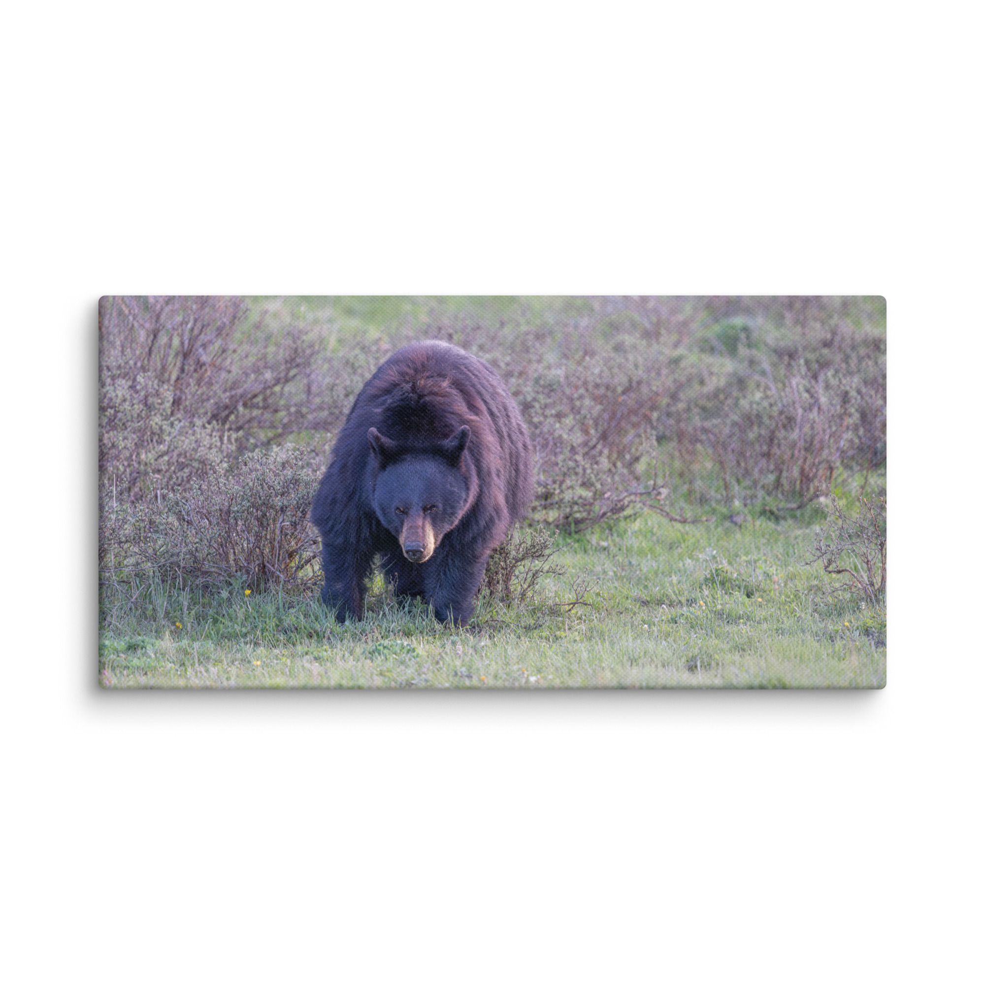 American black bear! Canvas - Image 3