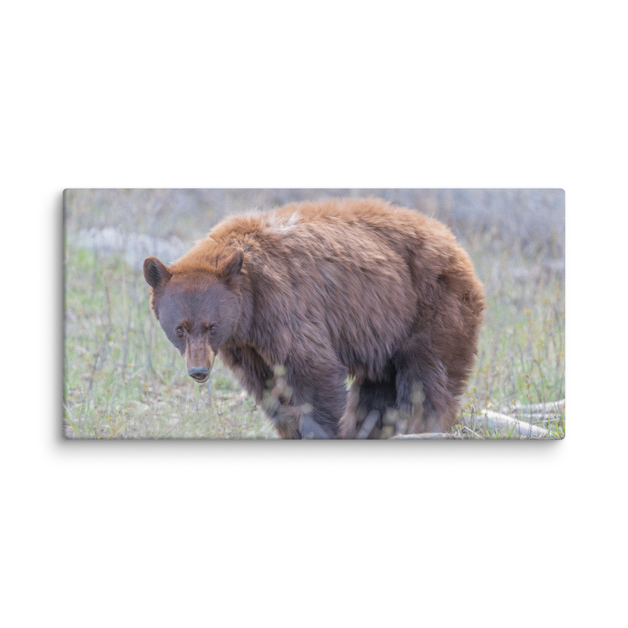Cinnamon bear! Canvas - Image 2
