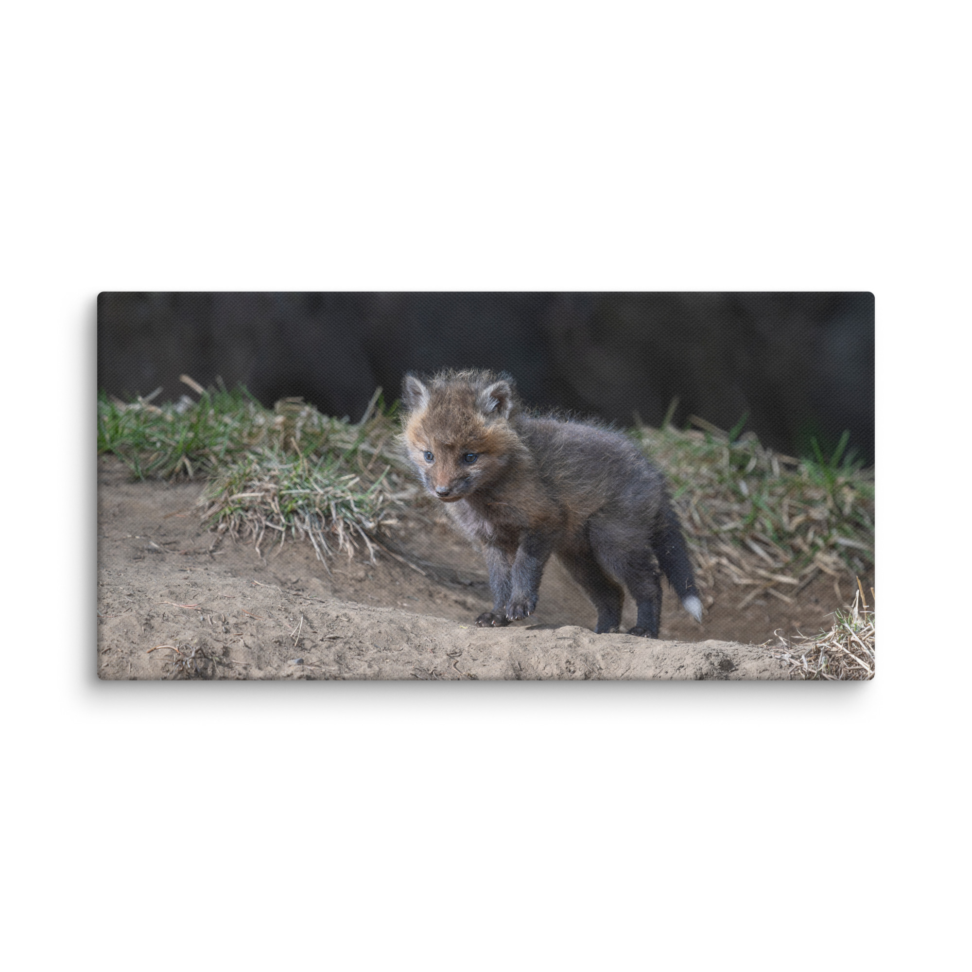 Curious Fox Cub! Canvas - Image 3