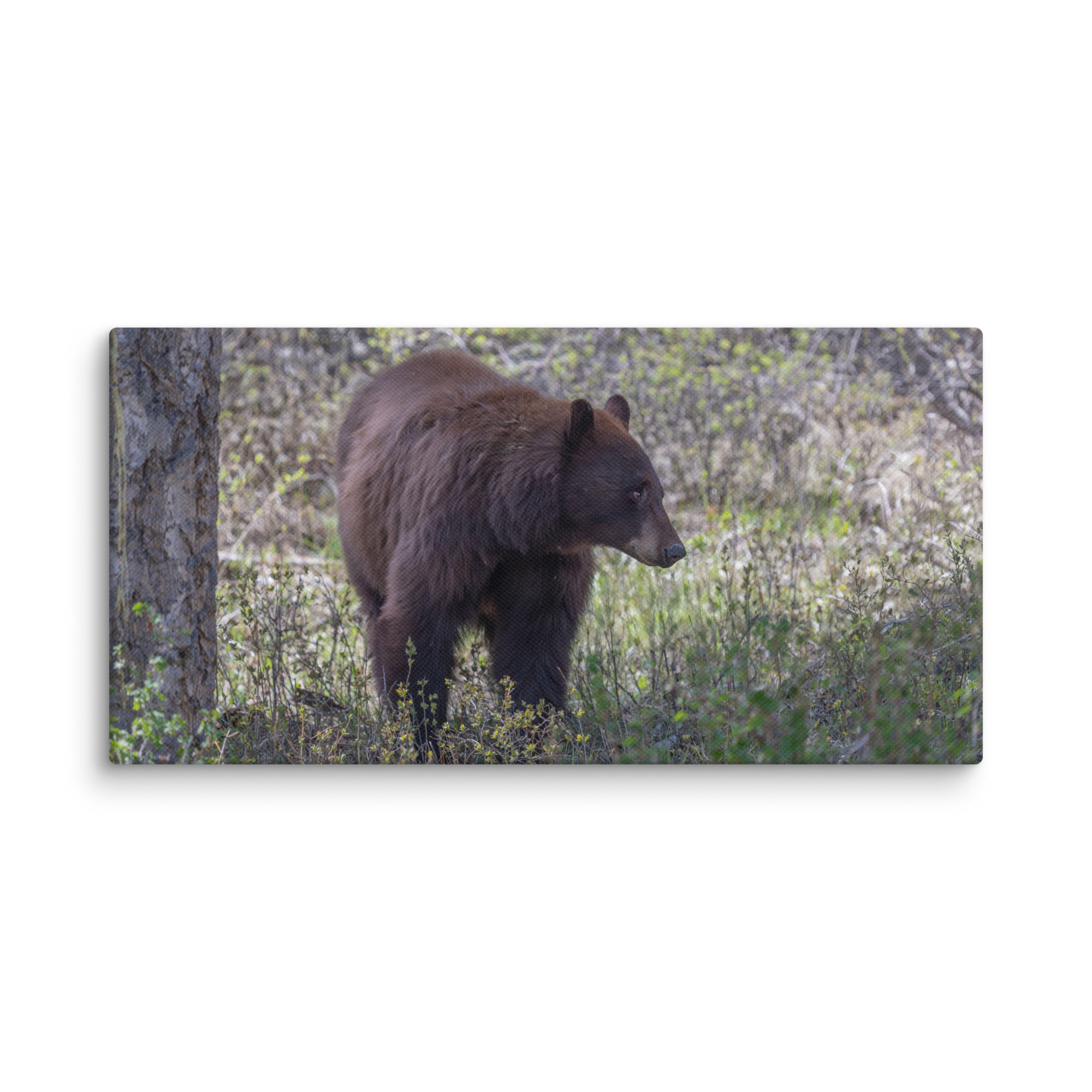 Cinnamon bear! Canvas - Image 3