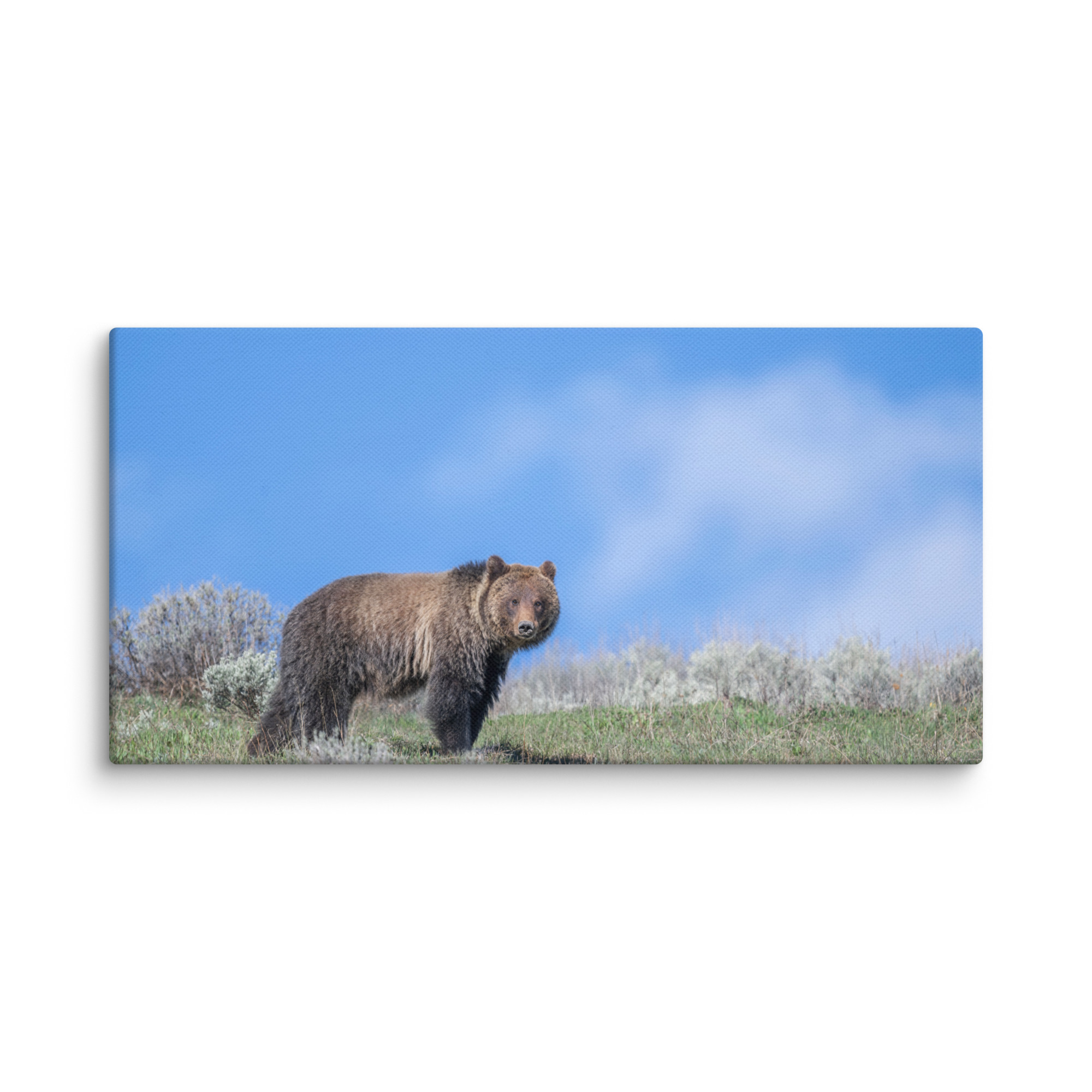 Gentle Brown Eyes in a Blue Sky! Canvas - Image 3