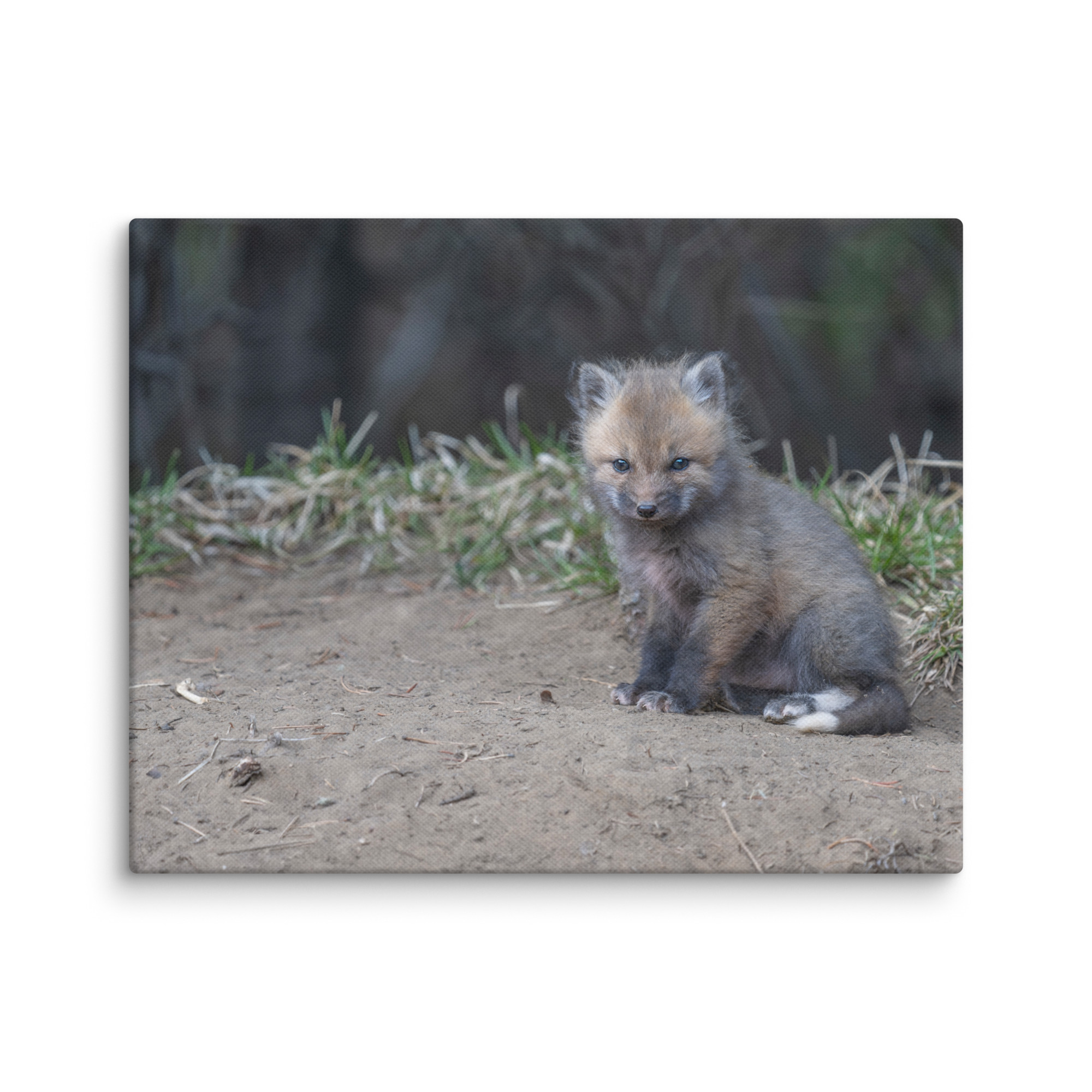 Baby Fox! Canvas - Image 4