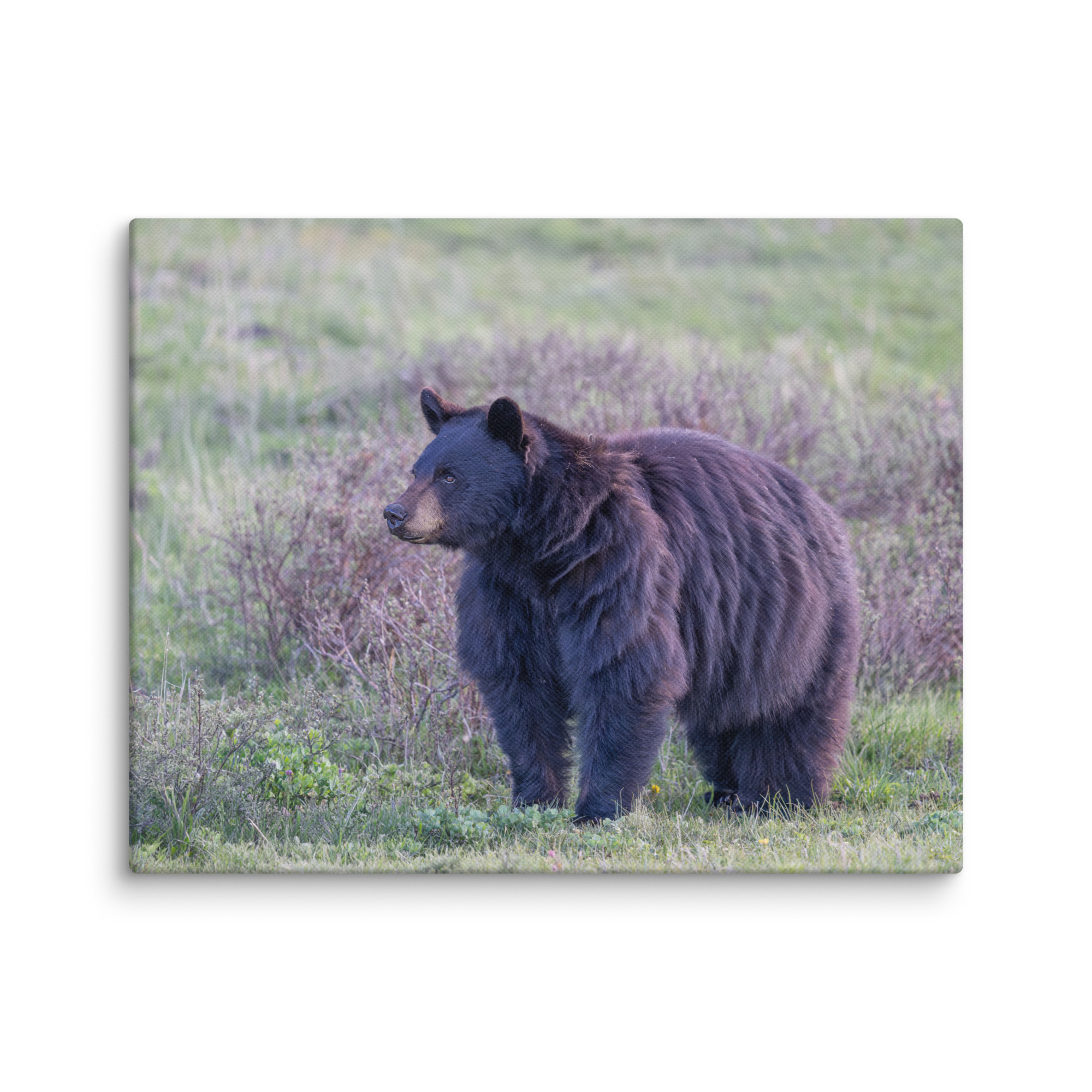 American black bear! Canvas - Image 4