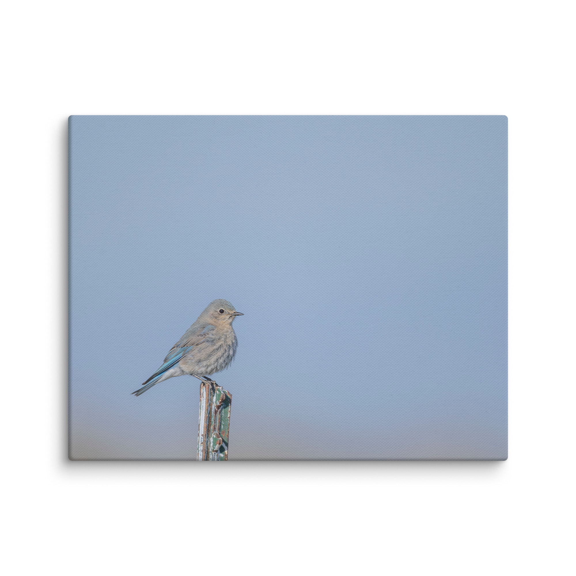 Female Mountain Bluebird! Canvas - Image 4