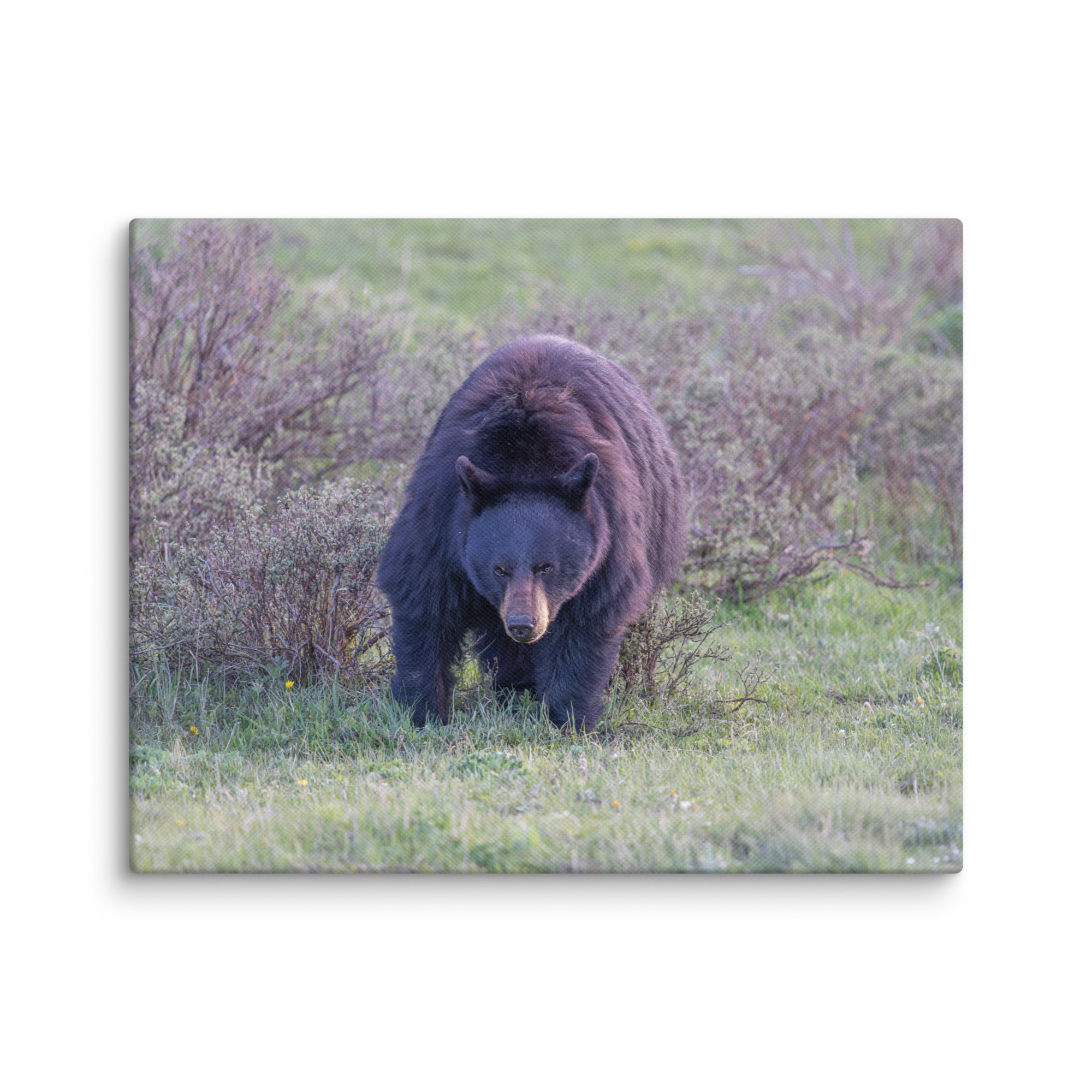 American black bear! Canvas - Image 4