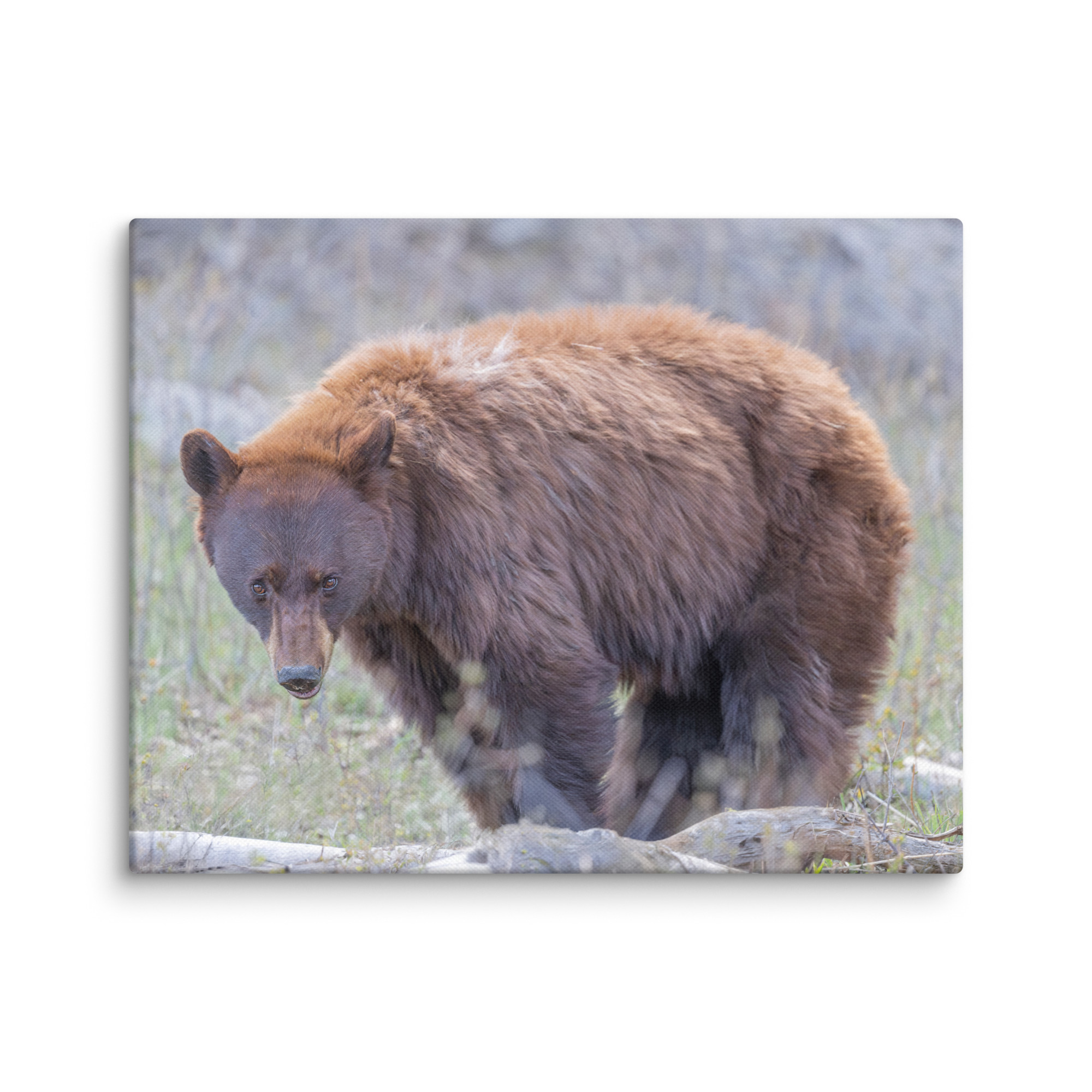 Cinnamon bear! Canvas - Image 3