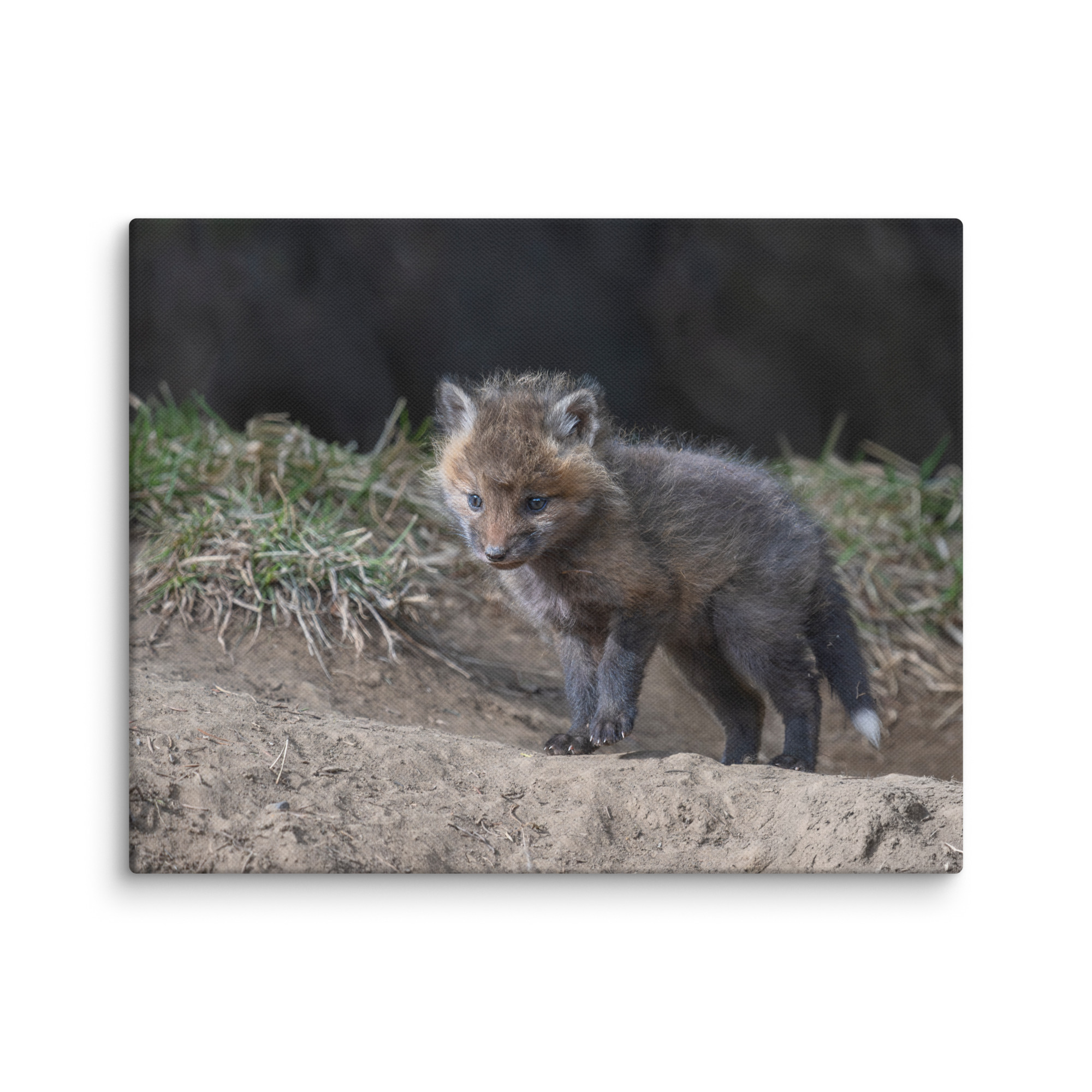 Curious Fox Cub! Canvas - Image 4