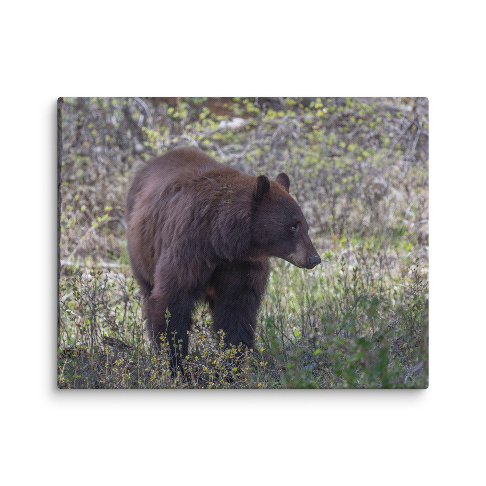 Cinnamon bear! Canvas - Image 4