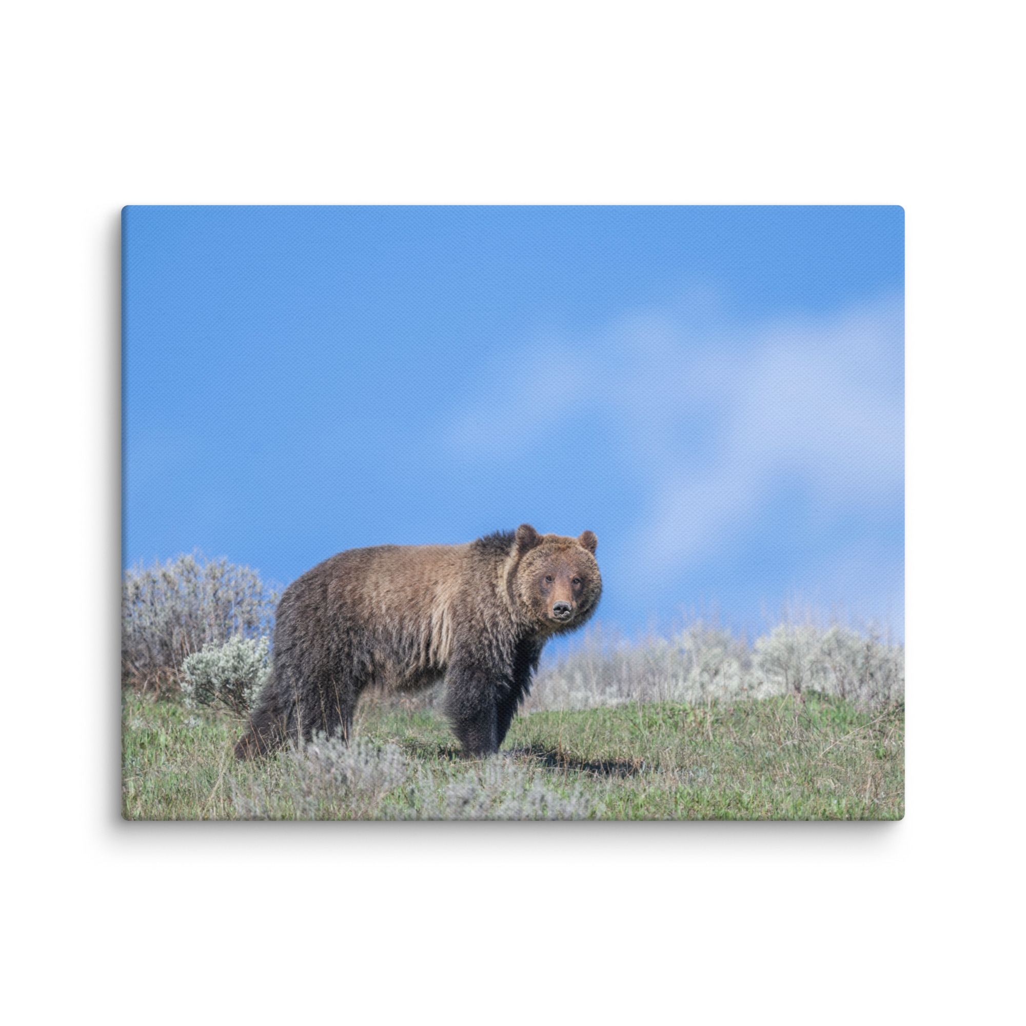 Gentle Brown Eyes in a Blue Sky! Canvas - Image 4