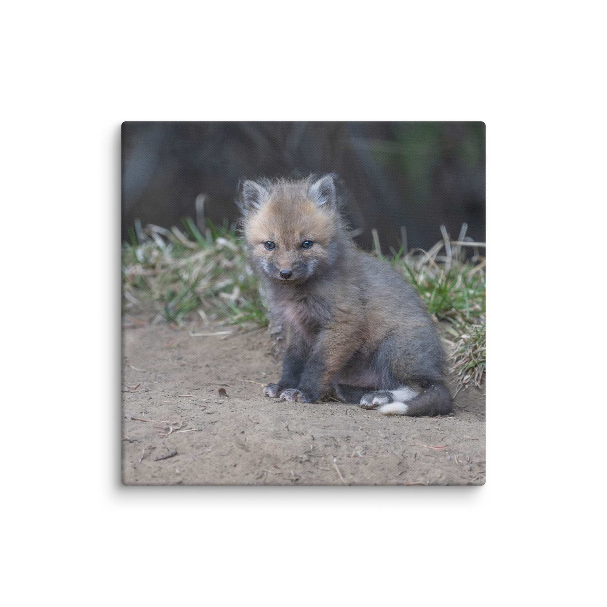 Baby Fox! Canvas - Image 24