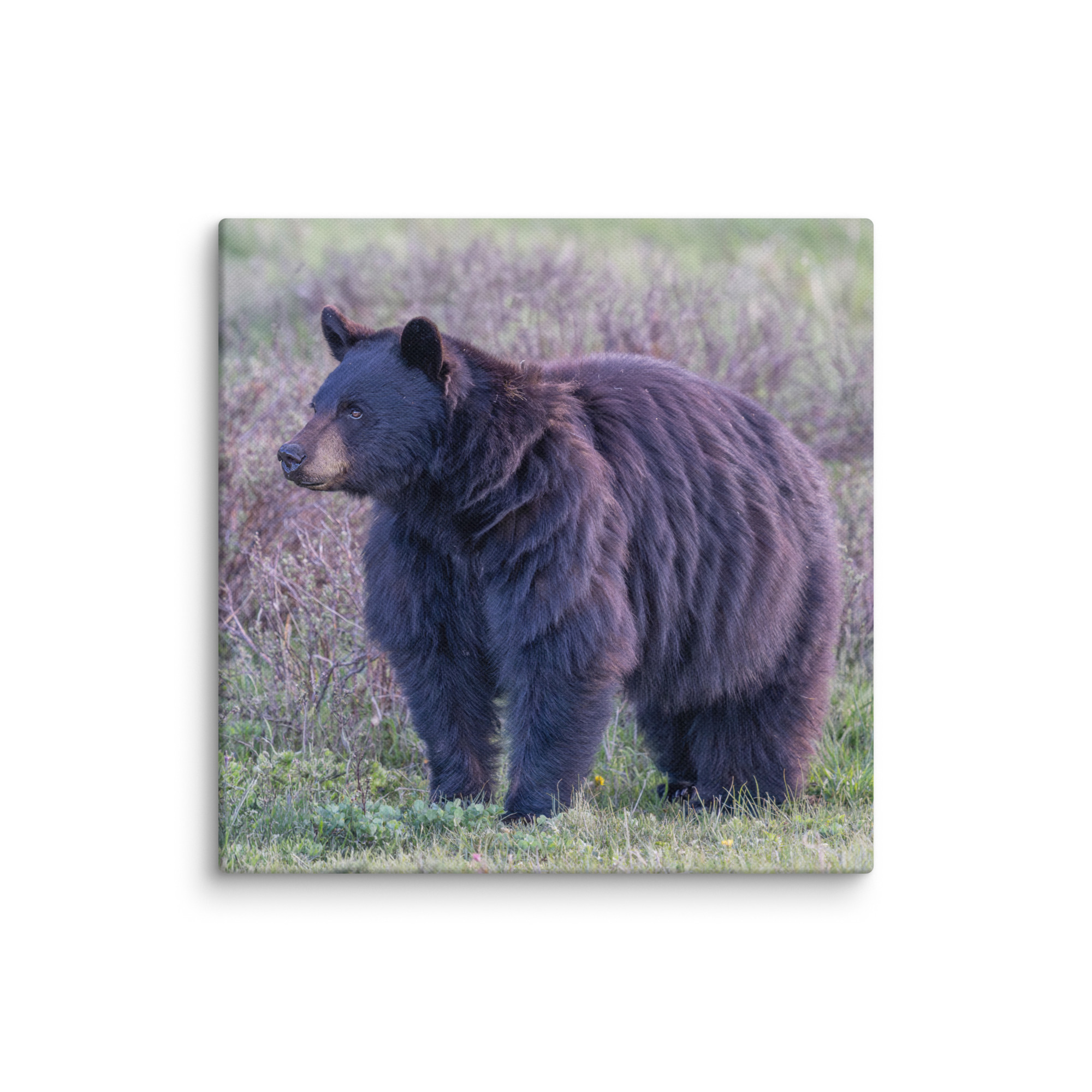 American black bear! Canvas - Image 21