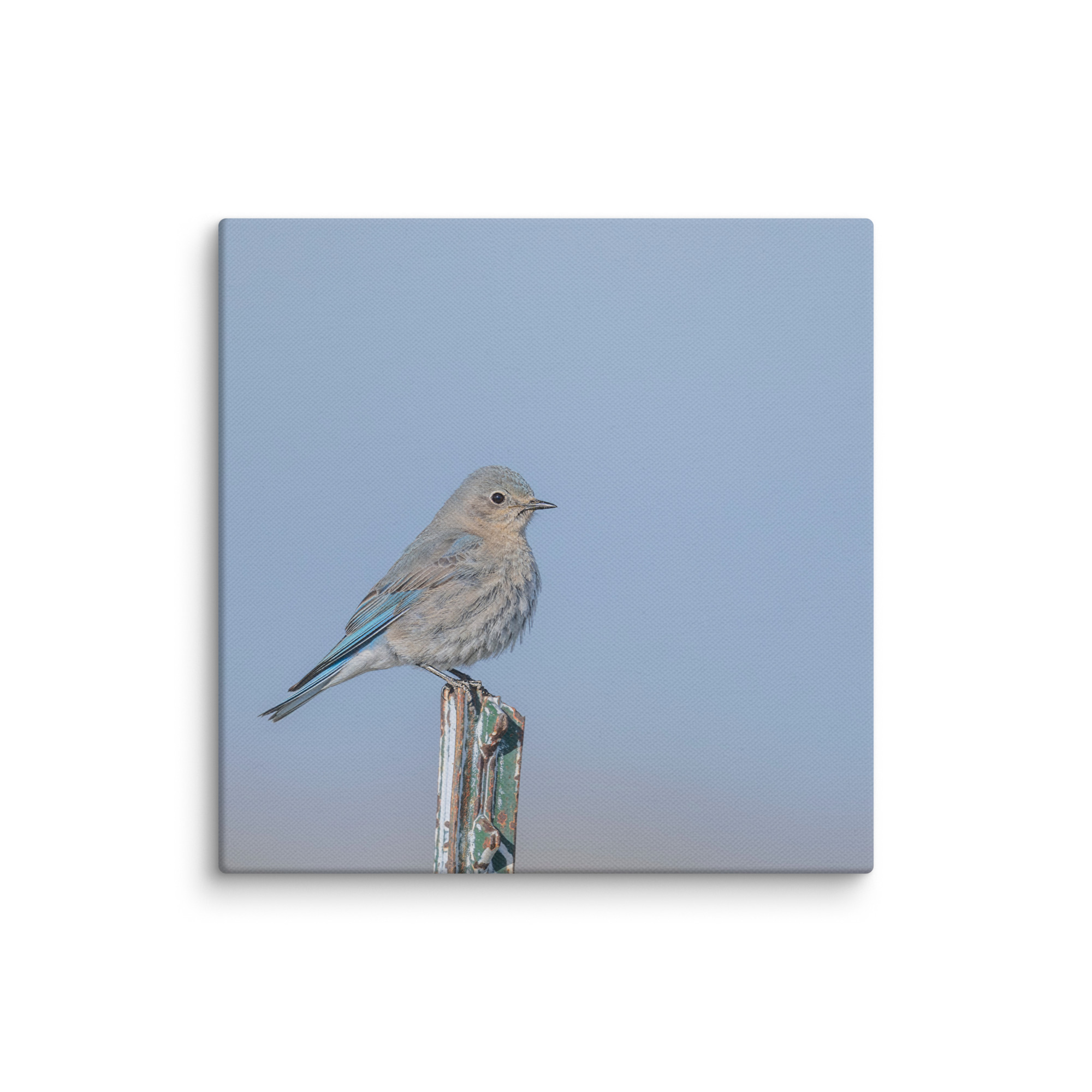 Female Mountain Bluebird! Canvas - Image 22