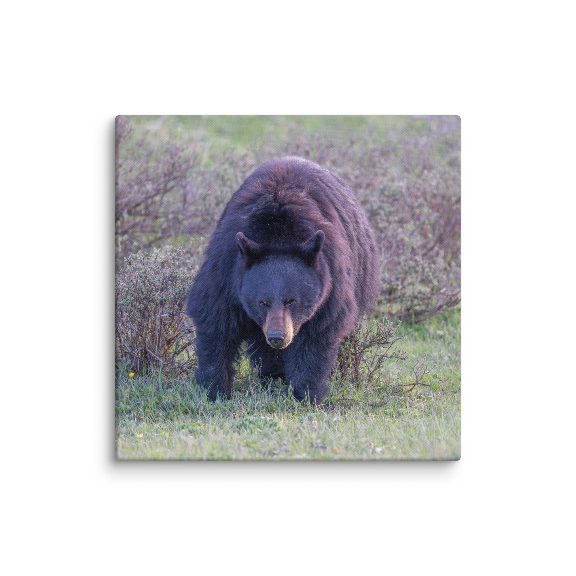 American black bear! Canvas - Image 22