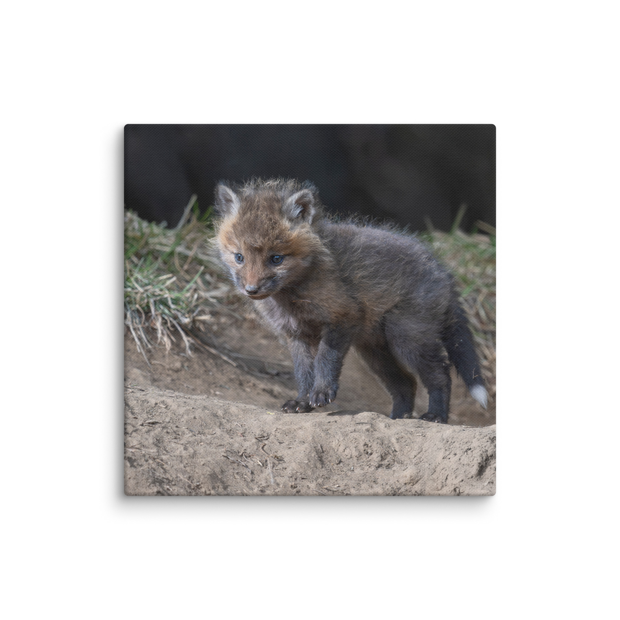 Curious Fox Cub! Canvas - Image 21