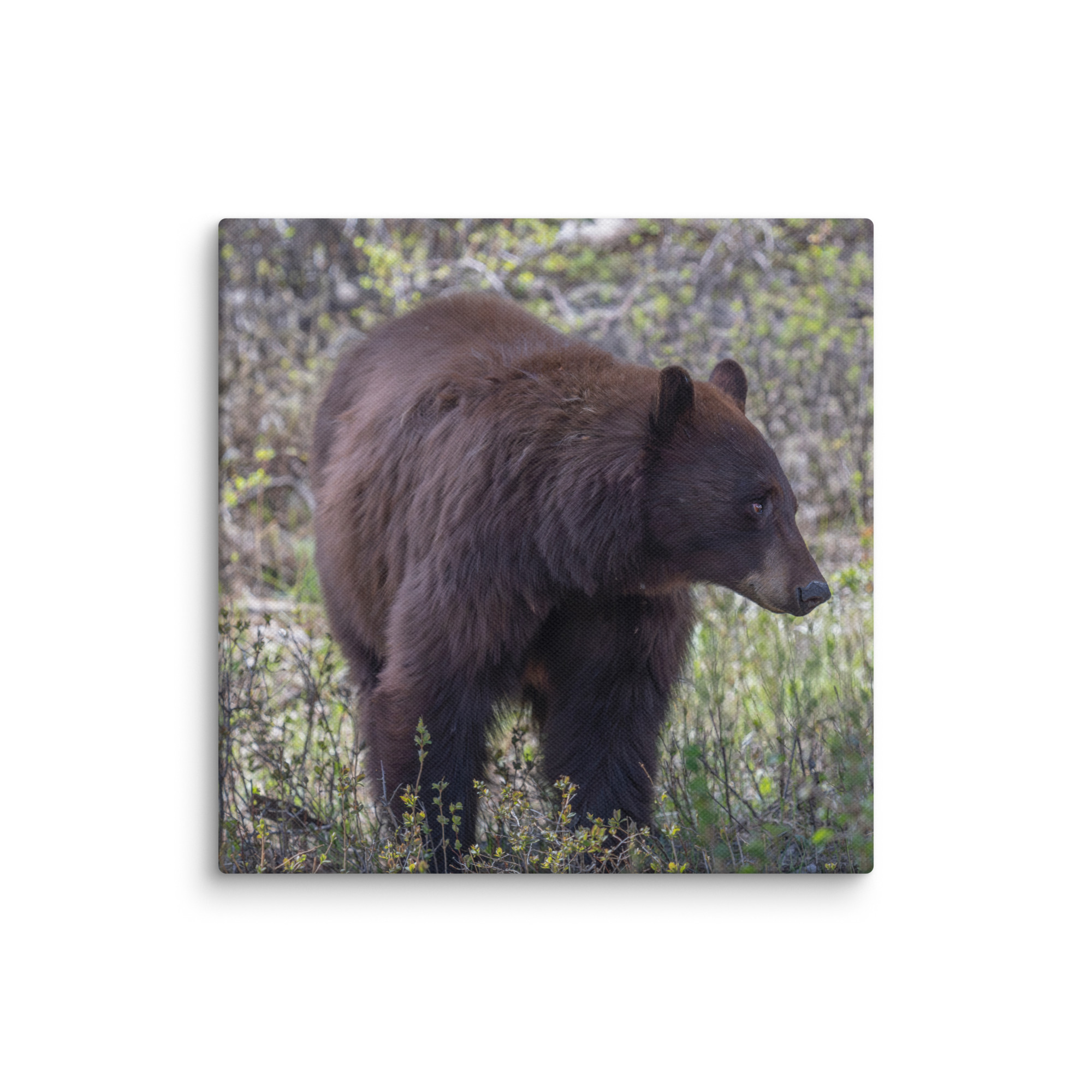 Cinnamon bear! Canvas - Image 23