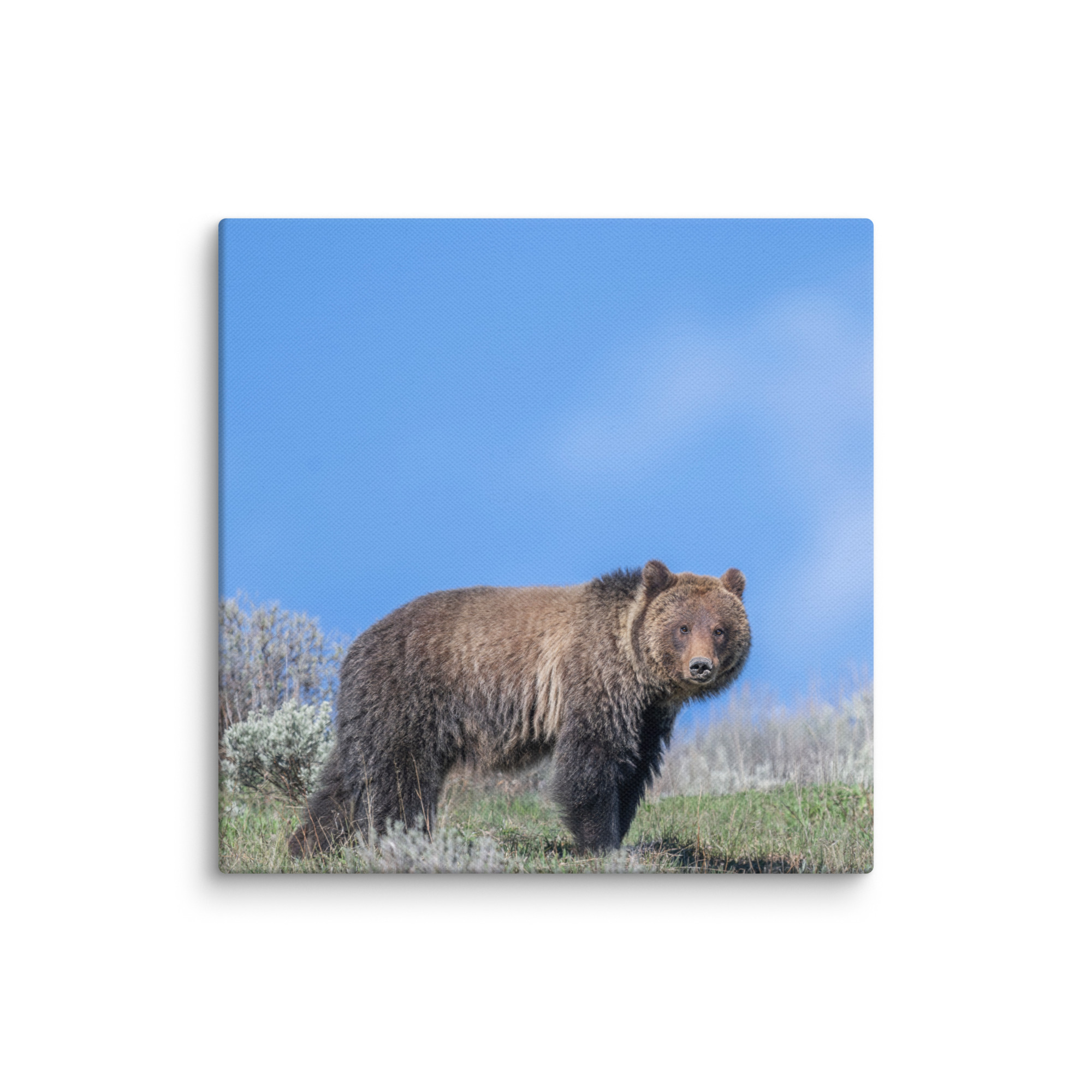 Gentle Brown Eyes in a Blue Sky! Canvas - Image 24
