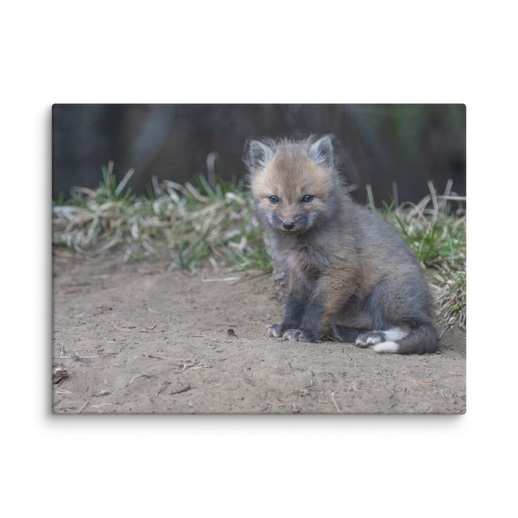 Baby Fox! Canvas
