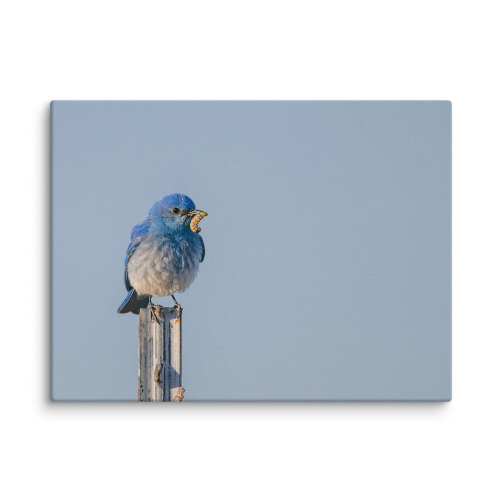 Mountain Blue Bird with food! Canvas