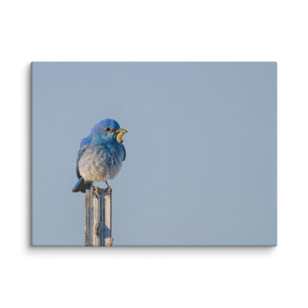 Mountain Blue Bird with food! Canvas