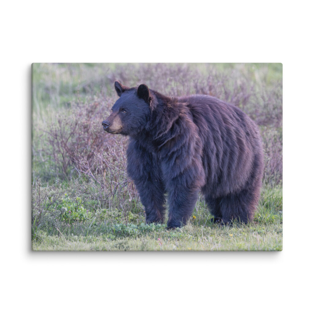American black bear! Canvas