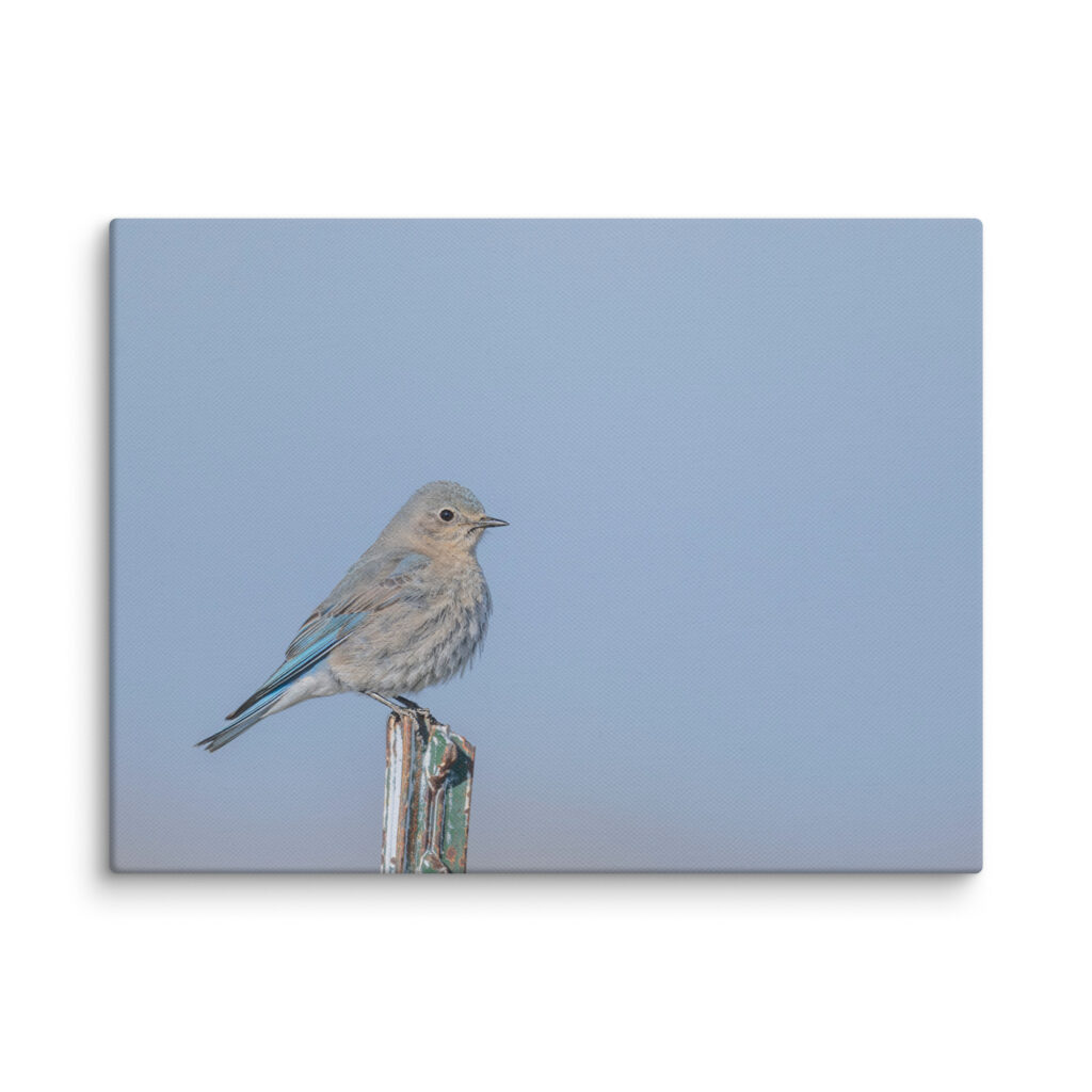 Female Mountain Bluebird! Canvas