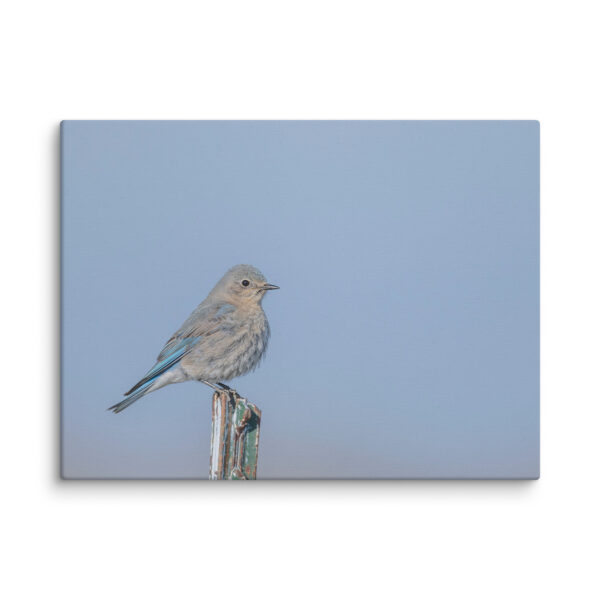 Female Mountain Bluebird! Canvas