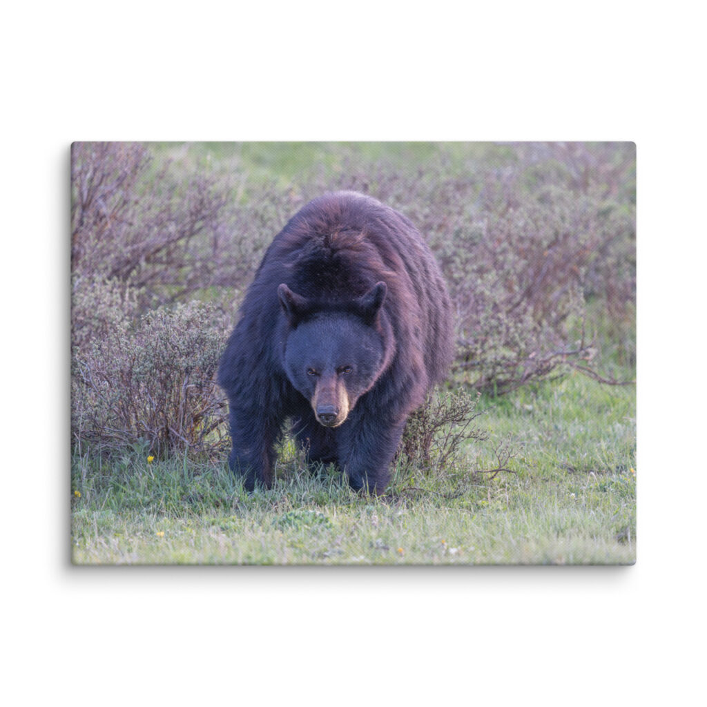 American black bear! Canvas