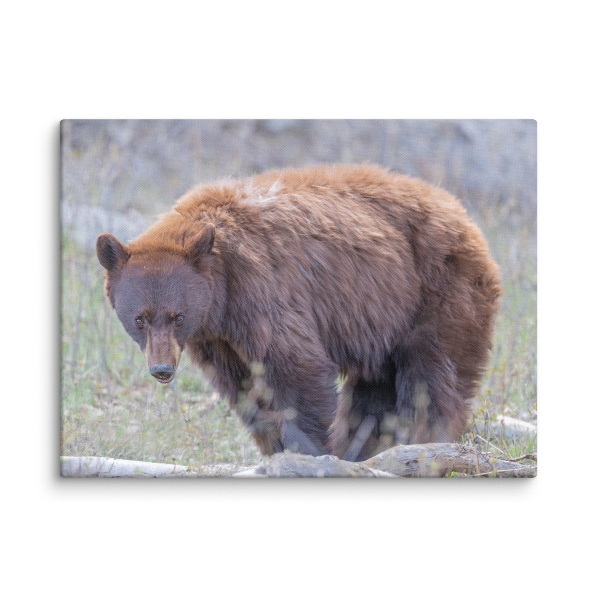 Cinnamon bear! Canvas