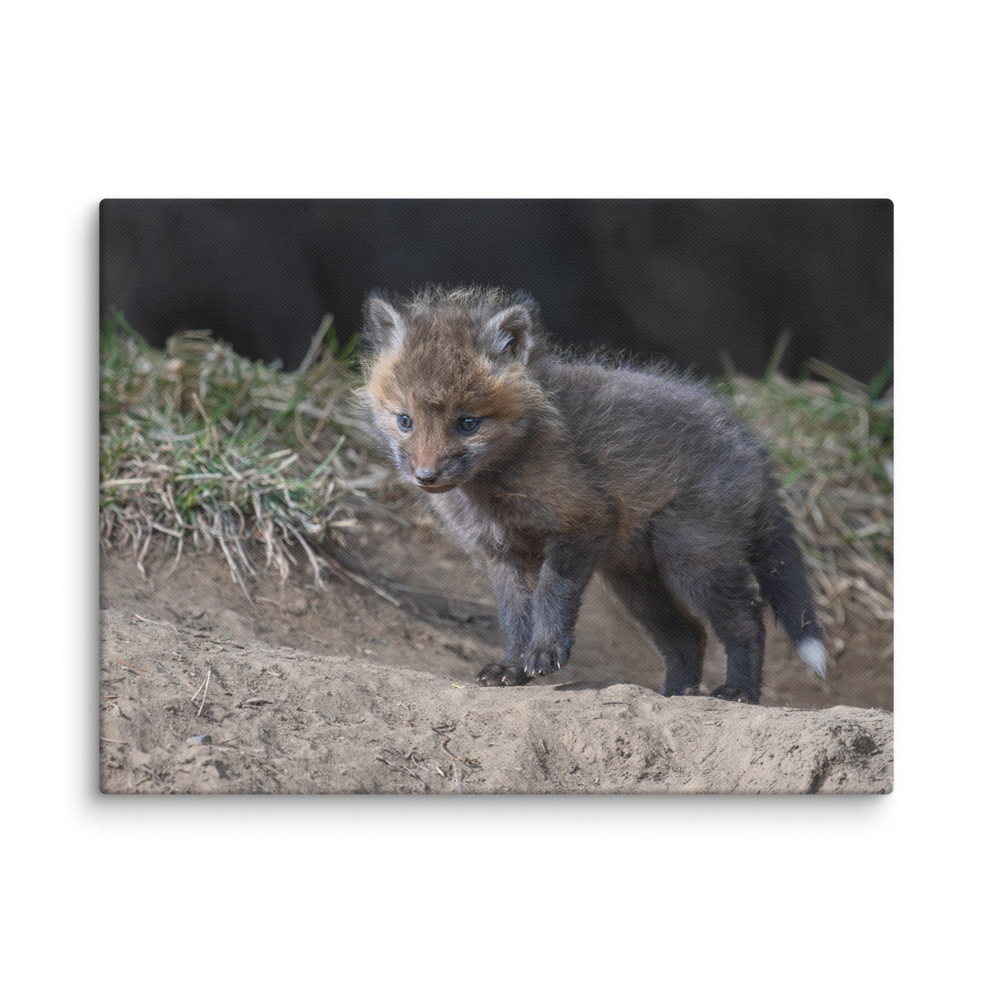 Curious Fox Cub! Canvas - Image 22