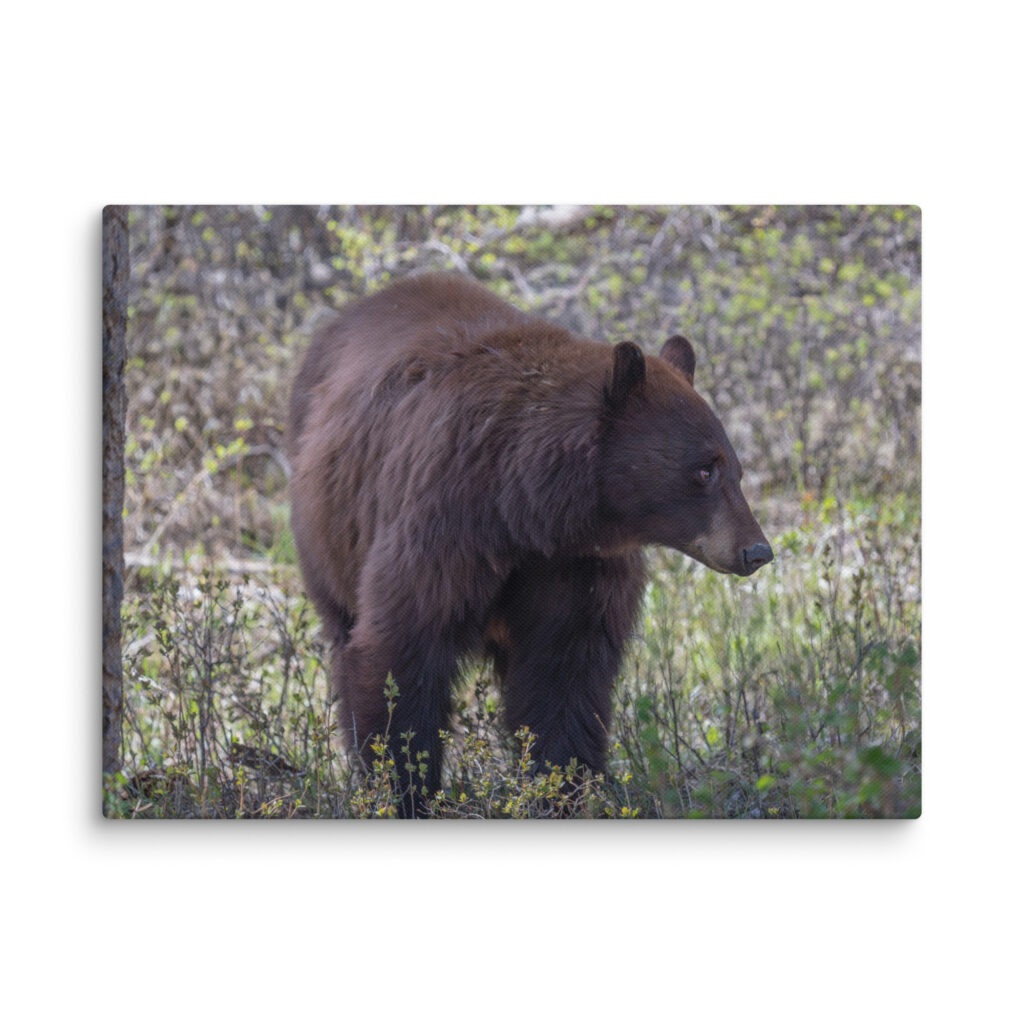Cinnamon bear! Canvas