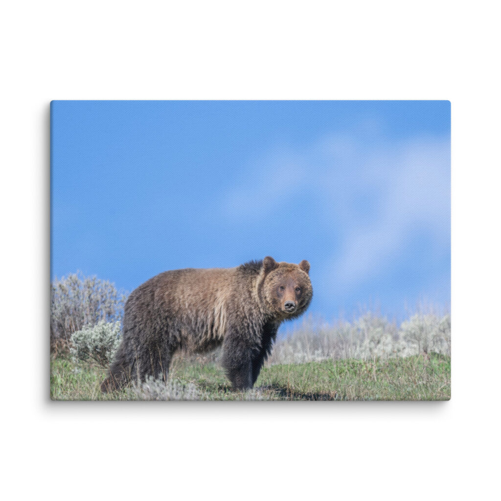 Gentle Brown Eyes in a Blue Sky! Canvas