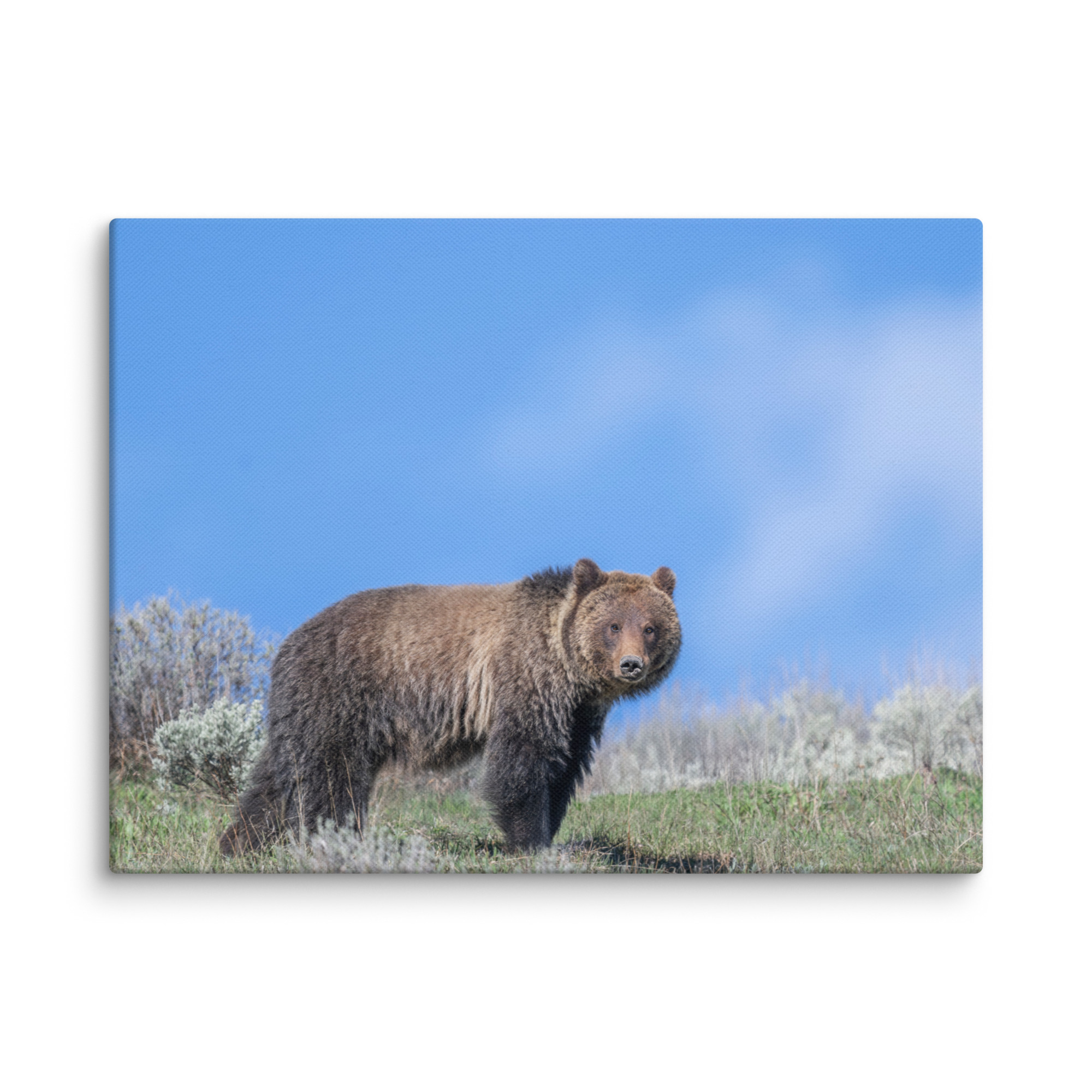 Gentle Brown Eyes in a Blue Sky! Canvas