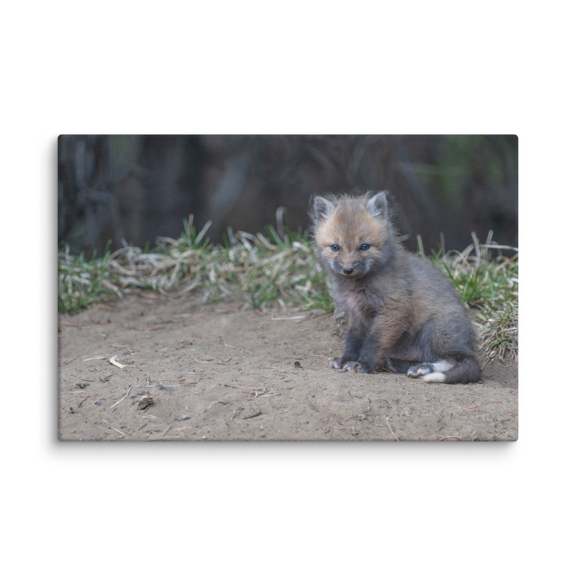 Baby Fox! Canvas - Image 5