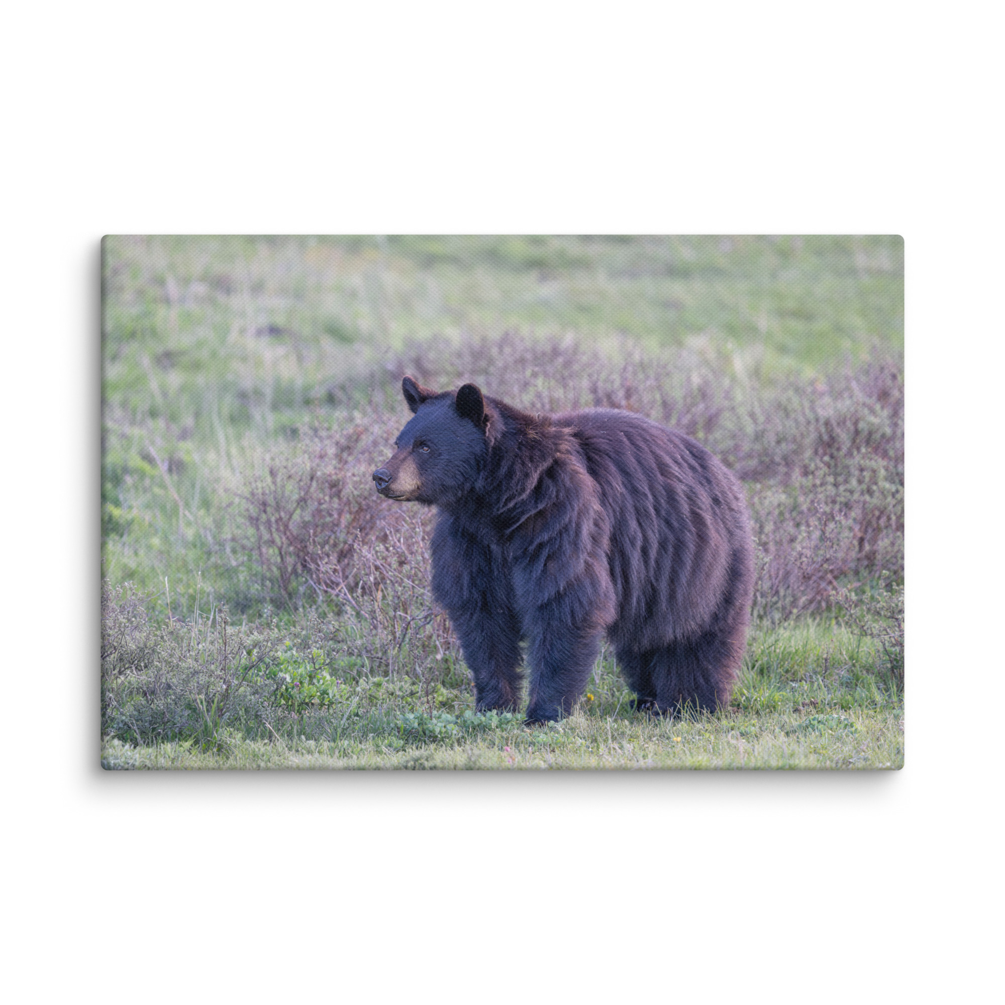 American black bear! Canvas - Image 5