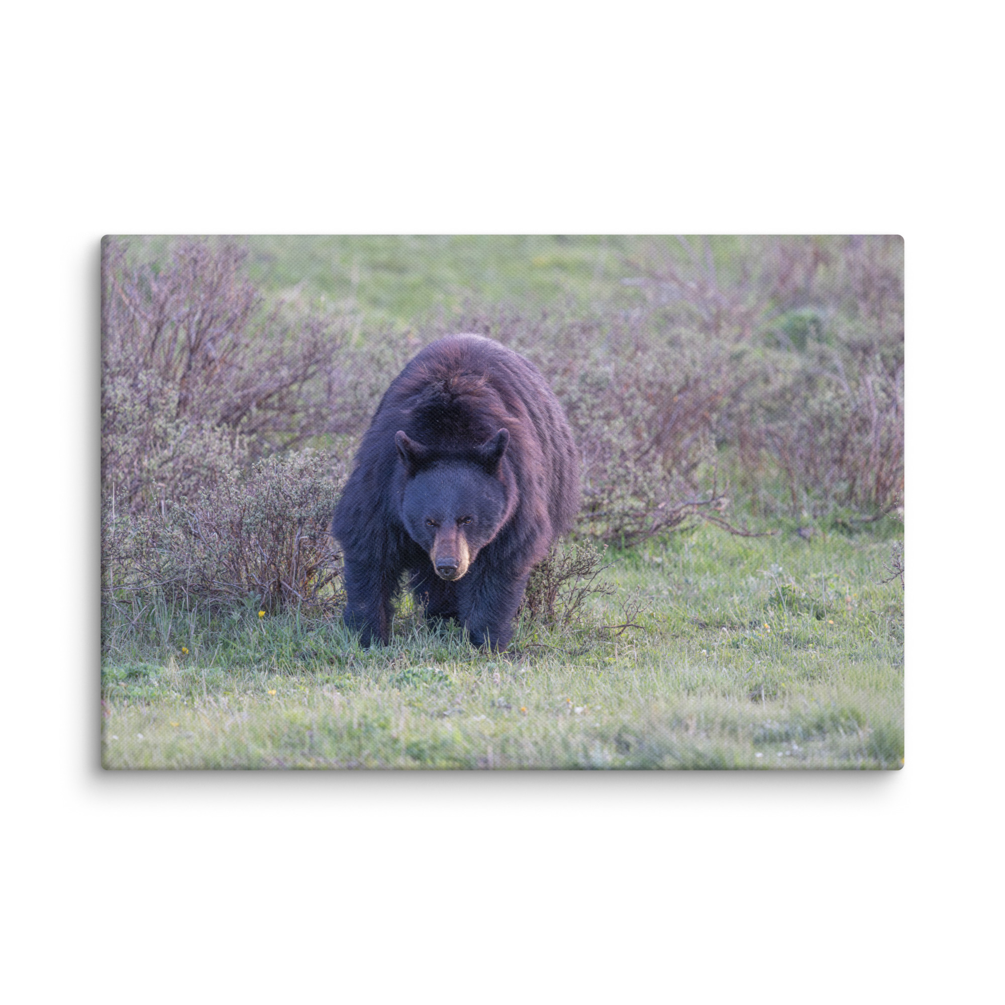American black bear! Canvas - Image 5