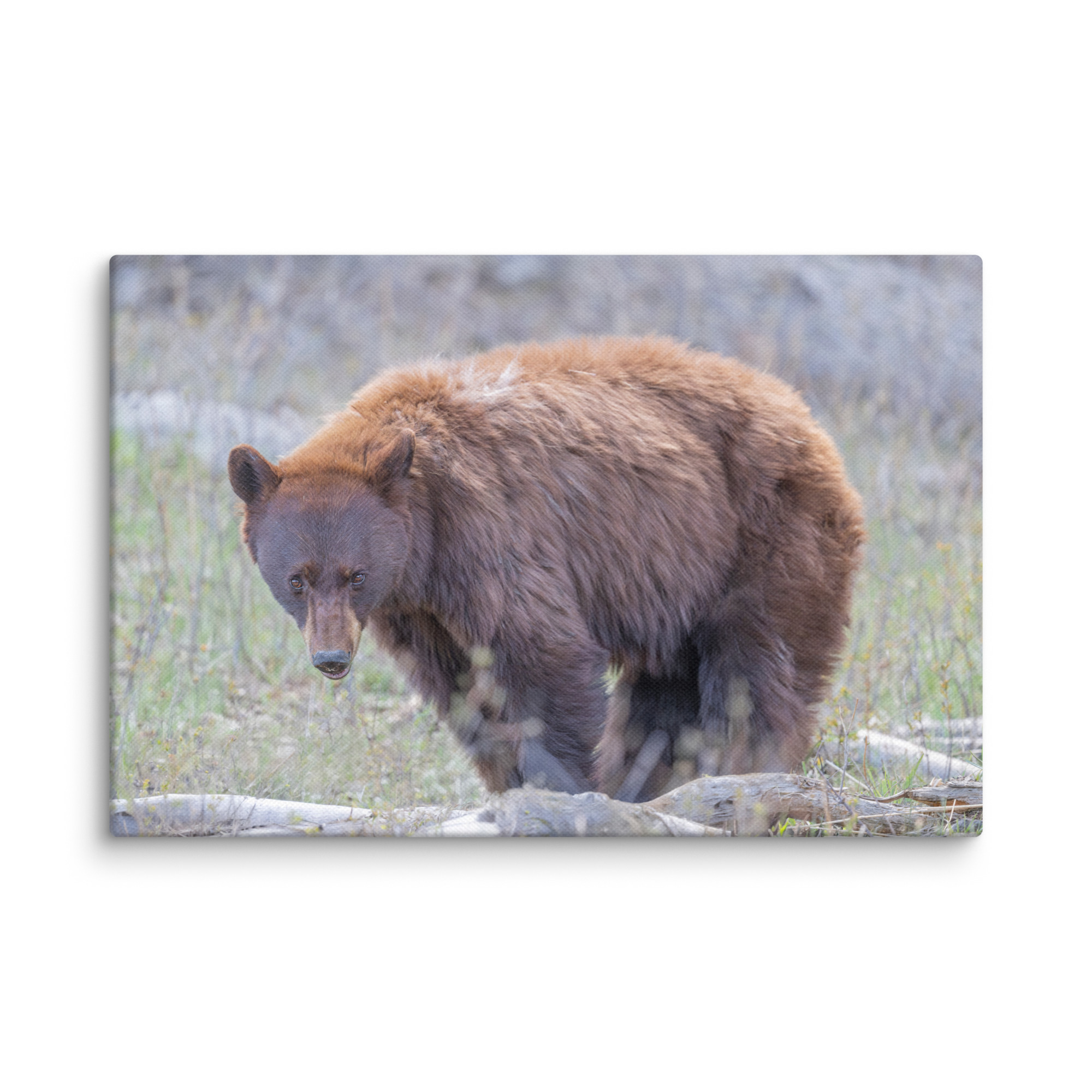 Cinnamon bear! Canvas - Image 4
