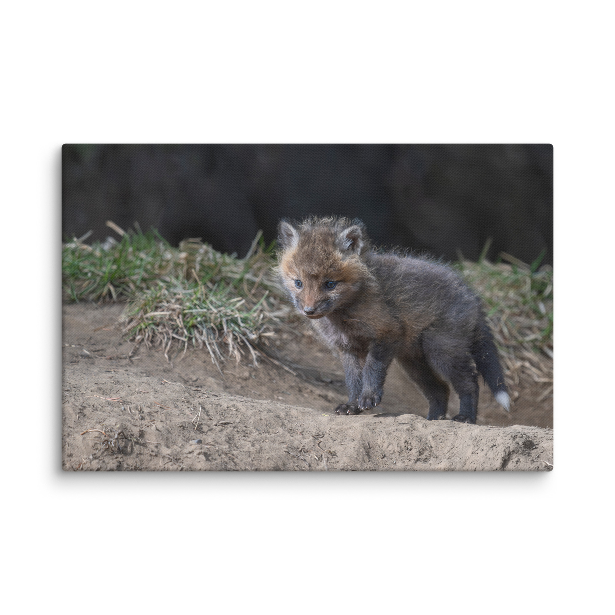 Curious Fox Cub! Canvas