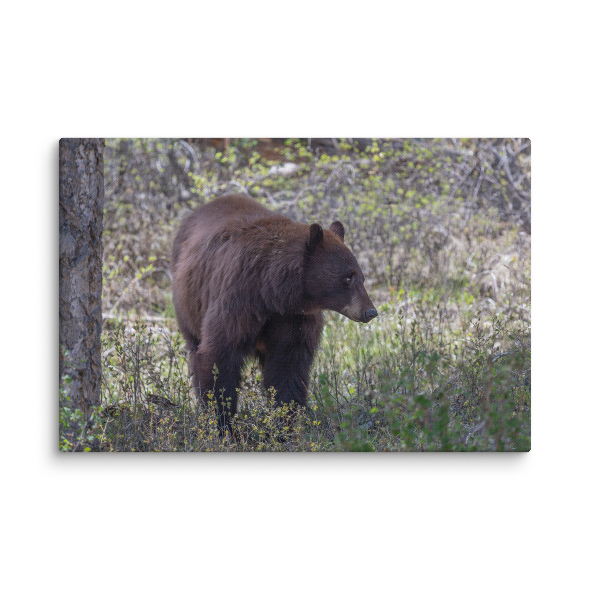 Cinnamon bear! Canvas - Image 5