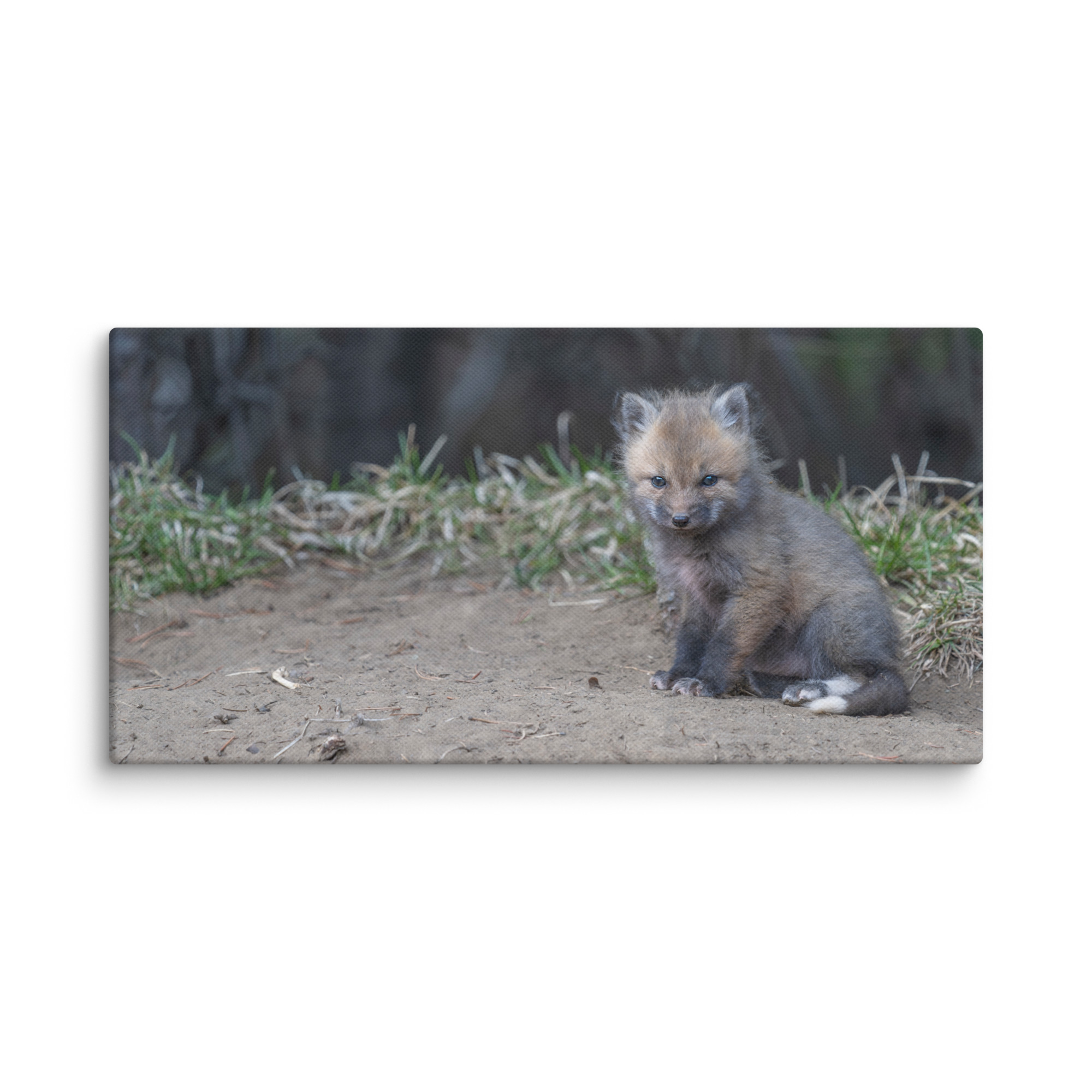 Baby Fox! Canvas - Image 6