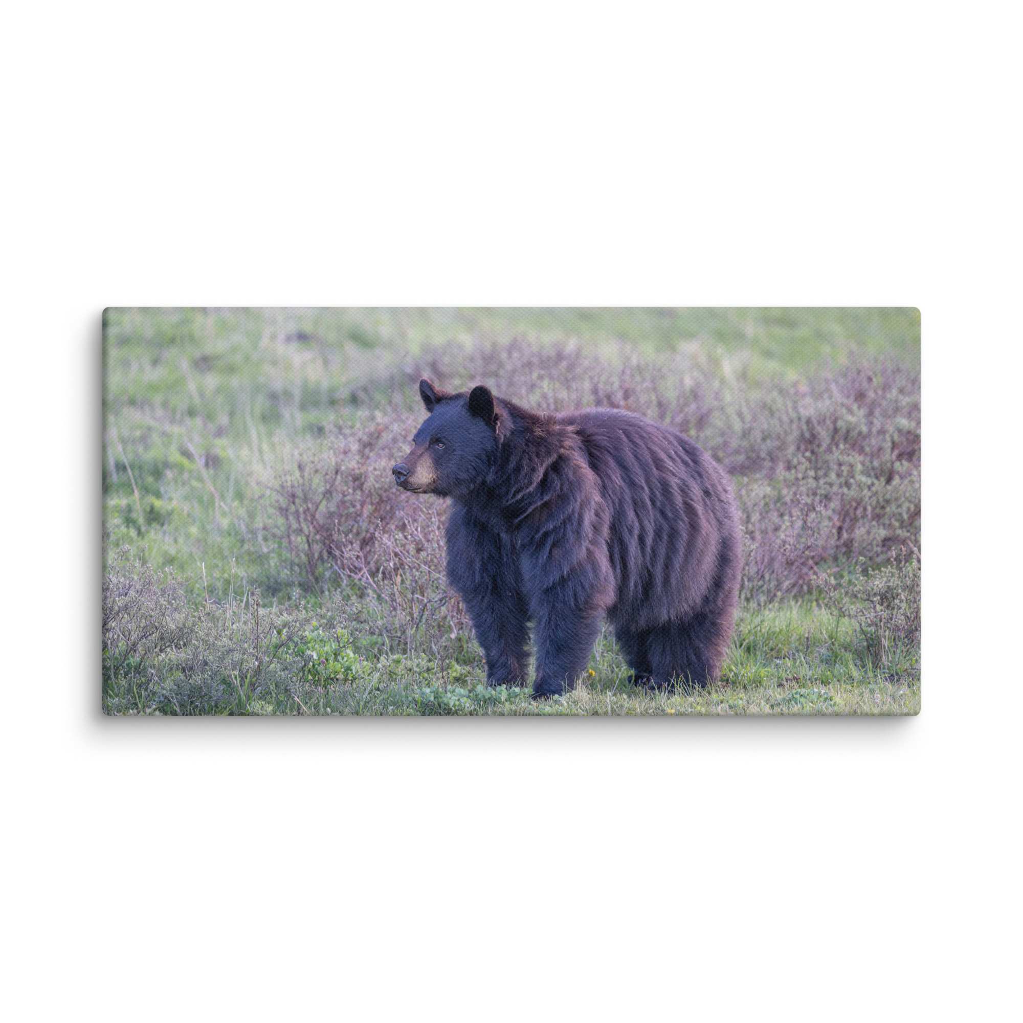 American black bear! Canvas - Image 6