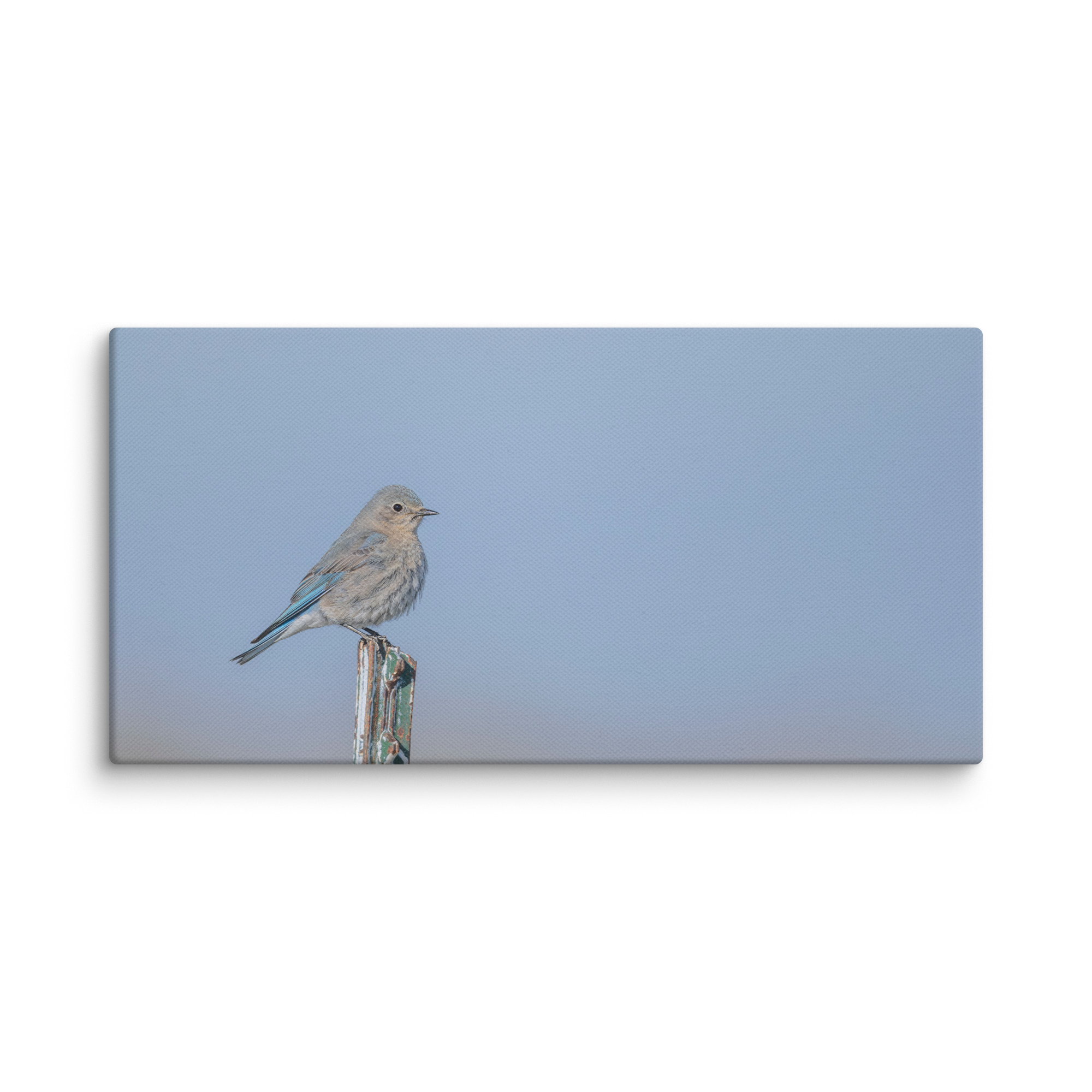 Female Mountain Bluebird! Canvas - Image 6