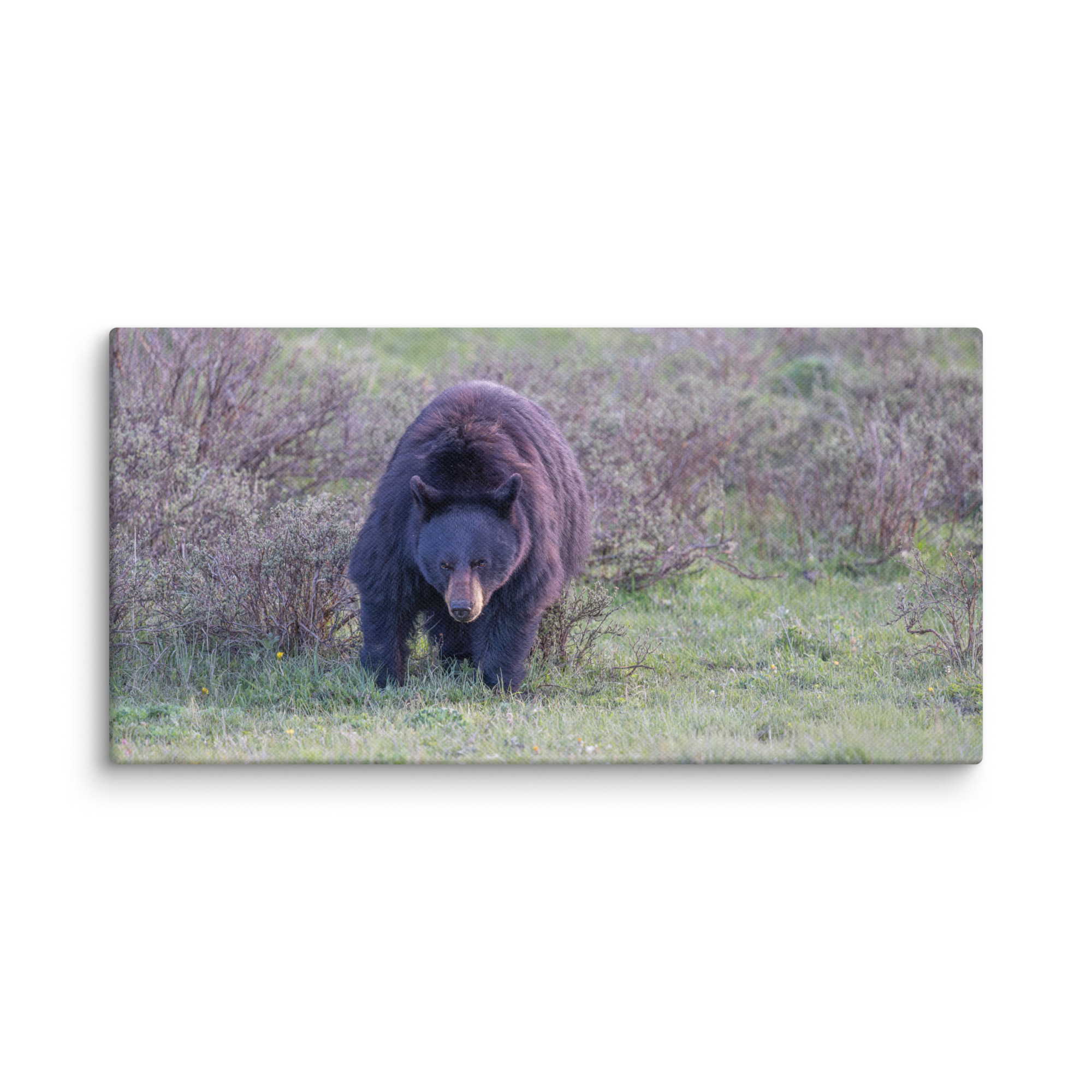 American black bear! Canvas - Image 6