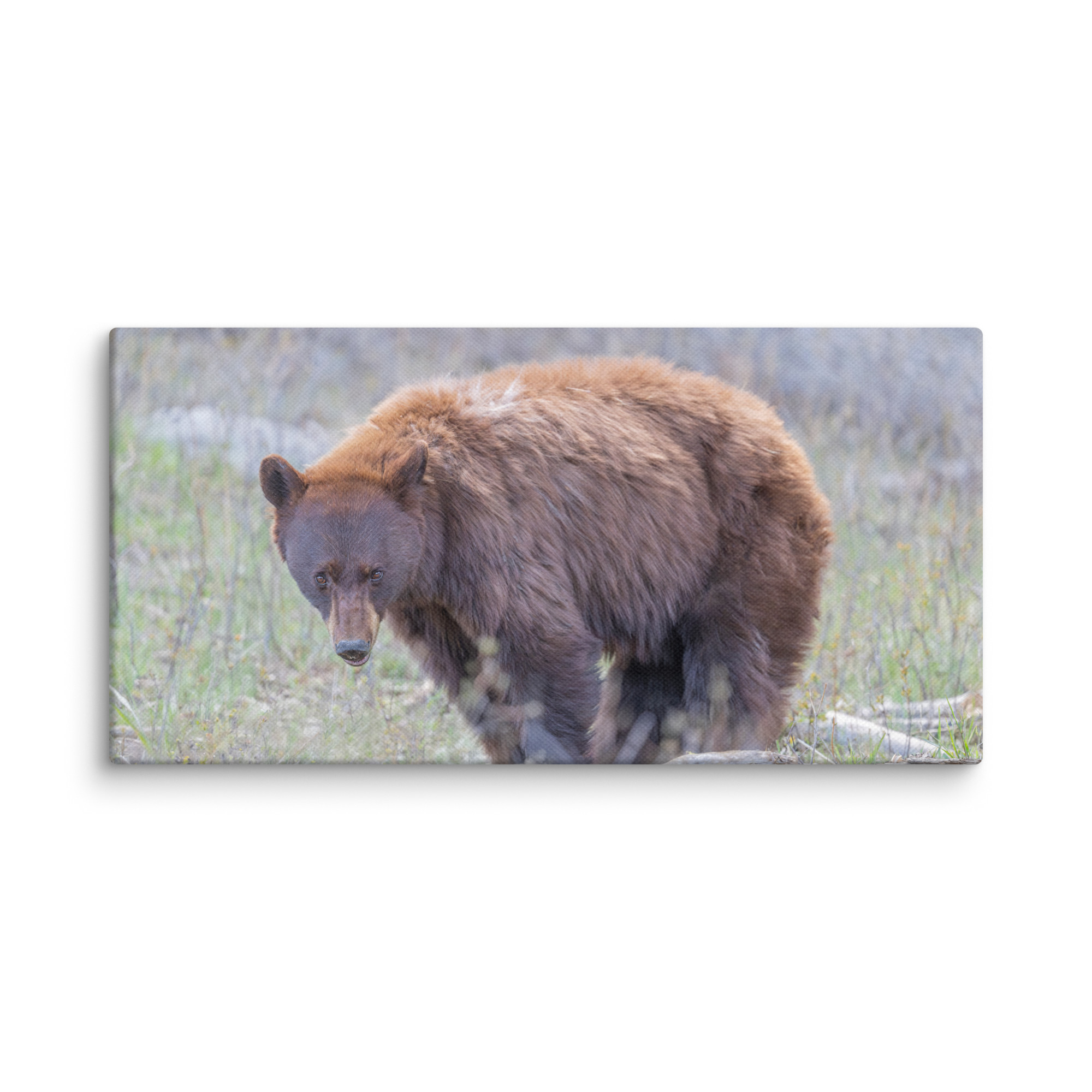 Cinnamon bear! Canvas - Image 5