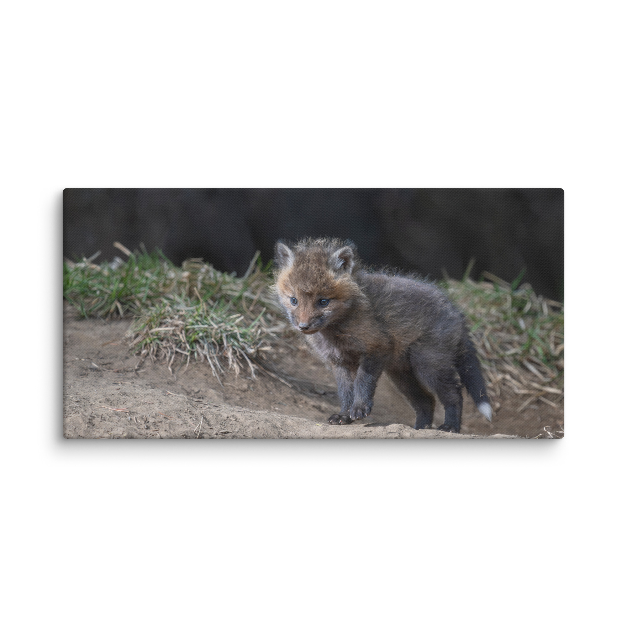 Curious Fox Cub! Canvas - Image 5