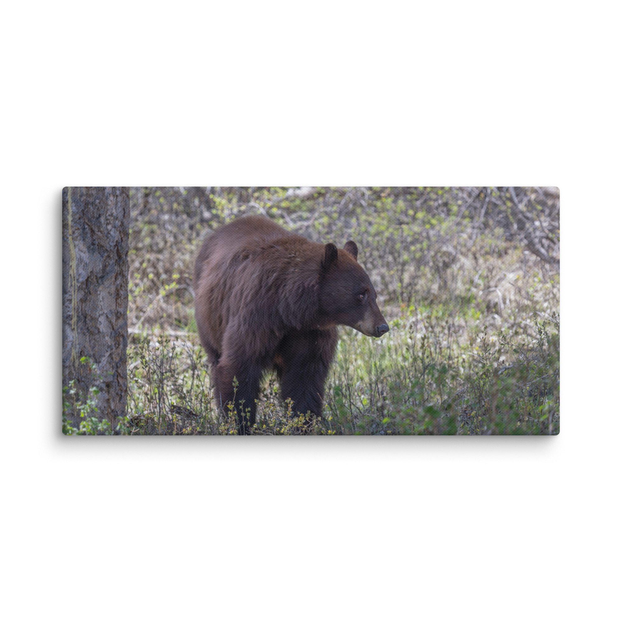 Cinnamon bear! Canvas - Image 6