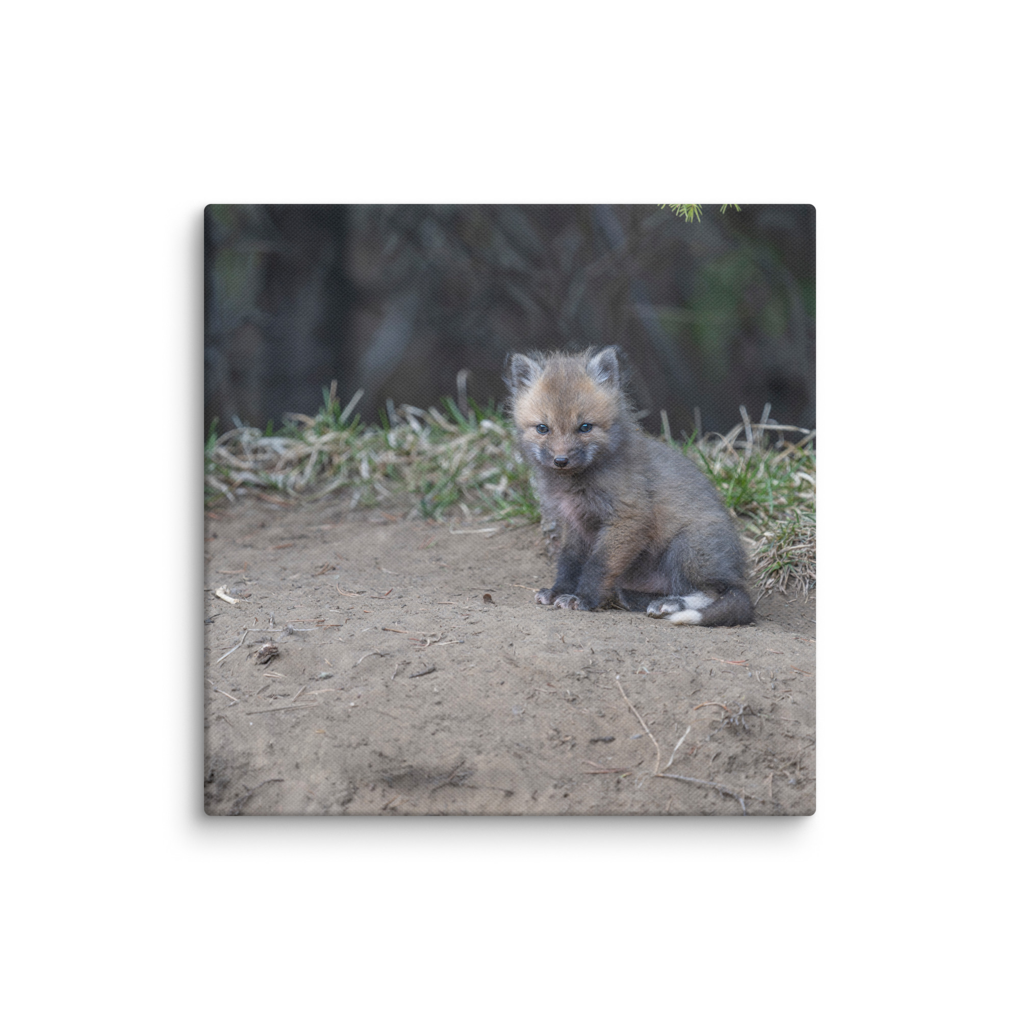 Baby Fox! Canvas - Image 7