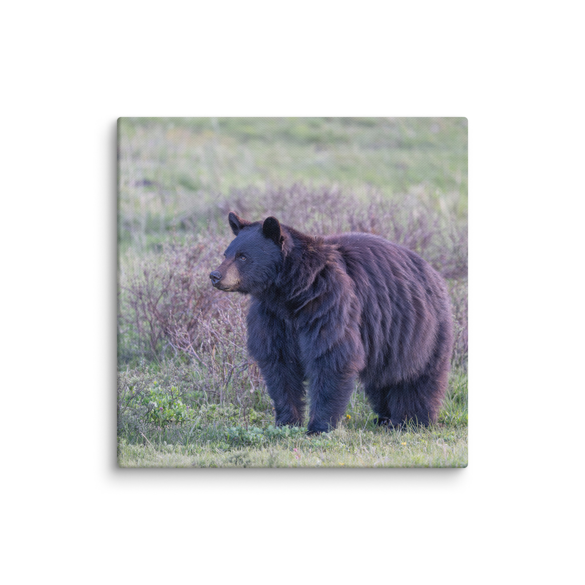 American black bear! Canvas - Image 7